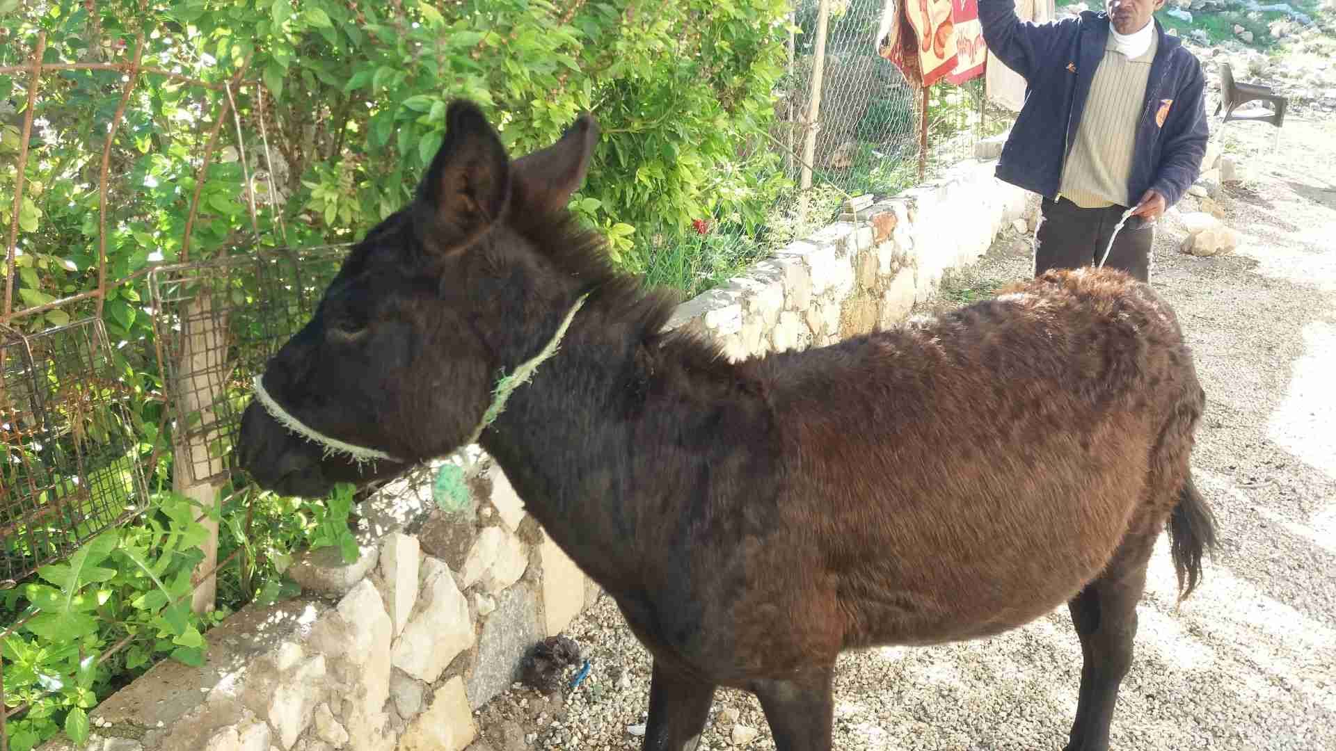 حمار للببع حراث ومعاززي
لا تنسَ أنك شاهدت هذا الإعلان في عنكبوت
بسعر مغري...
