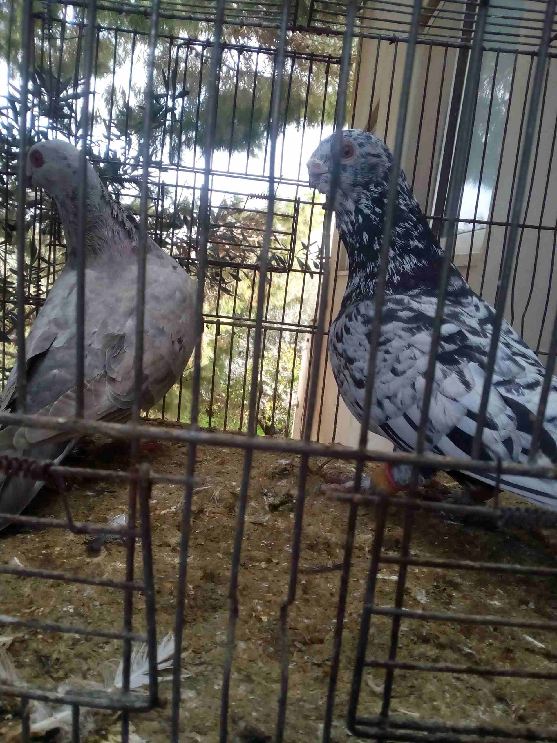 3 جواز ذبابنه
لا تنسَ أنك شاهدت هذا الإعلان في عنكبوت
الفحول الثلاث نخب الطواير بولنديه زرقا مقلو...