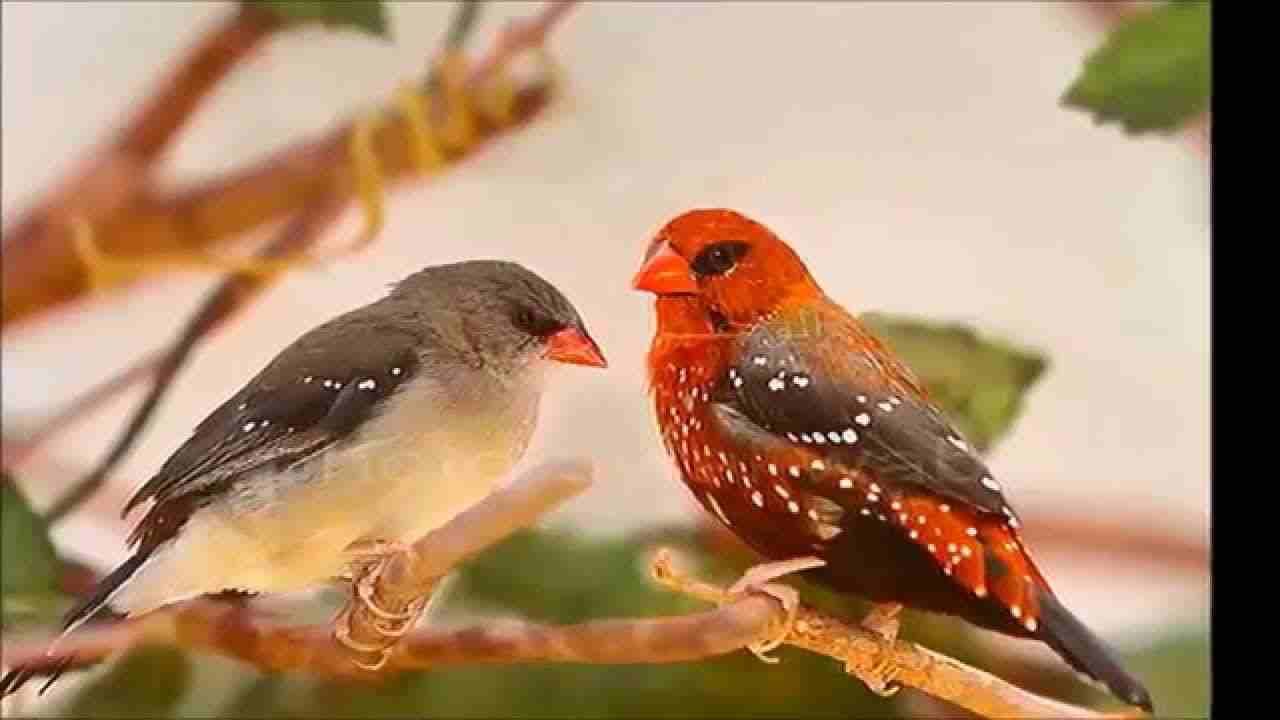 جوز عصفور الفراوله مع قفص 22 دينار
لا تنسَ أنك شاهدت هذا الإعلان في عنكبوت
جوز عصفور الفراوله مع...