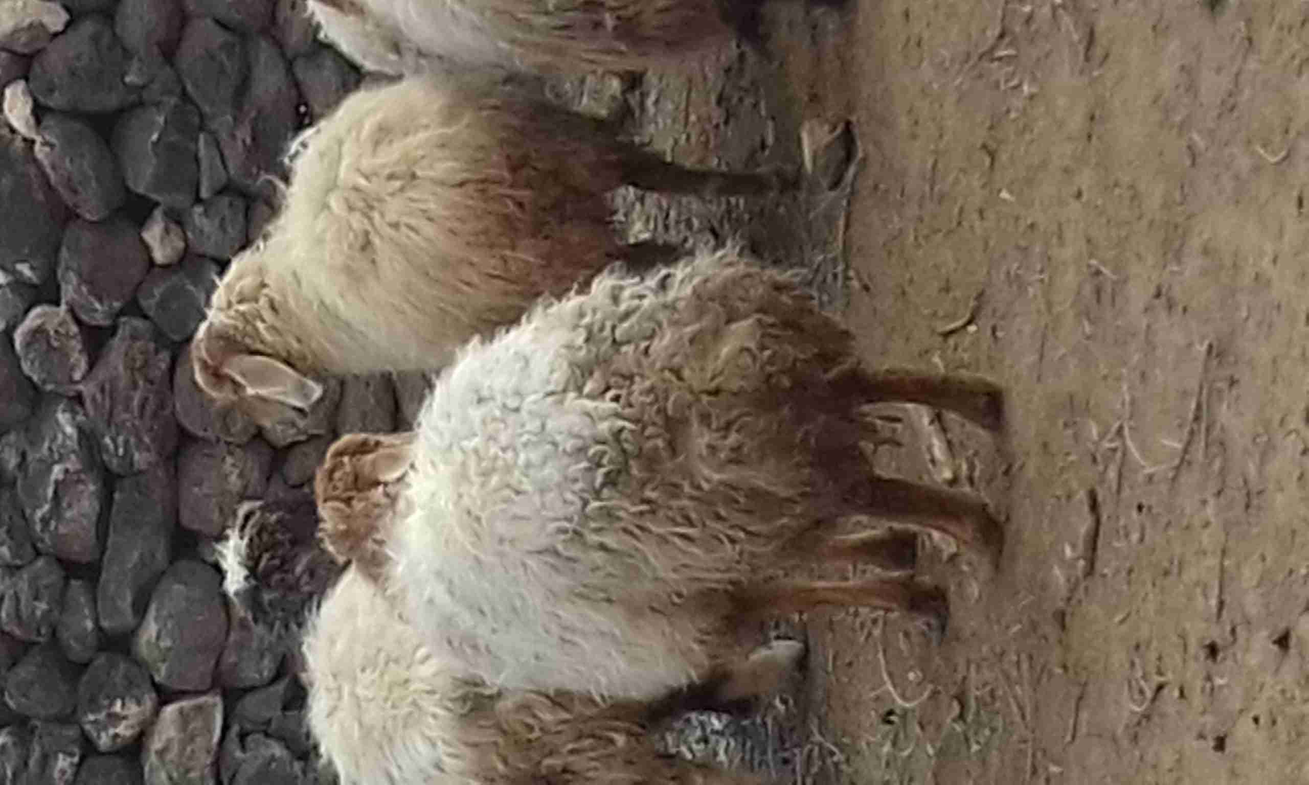 خمس نعاج عخشم الميلاد
لا تنسَ أنك شاهدت هذا الإعلان في عنكبوت
الغنم سن طيب بيهن ثنايا وخماس م...