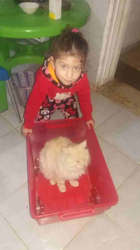 قط فرنسي
لا تنسَ أنك شاهدت هذا الإعلان في عنكبوت
قط شيرازي فرنسي للبيع عمر سنتين مع صندوق للحمام...