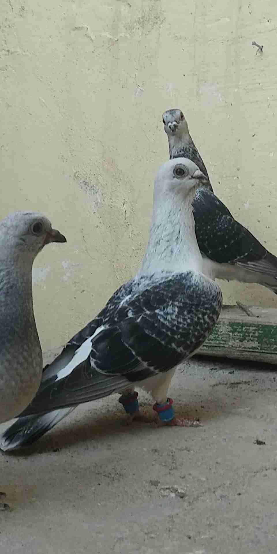 5 جواز شغالات و5 طواير للبيع 0795762012
لا تنسَ أنك شاهدت هذا الإعلان في عنكبوت
1. جوز يهوديا...