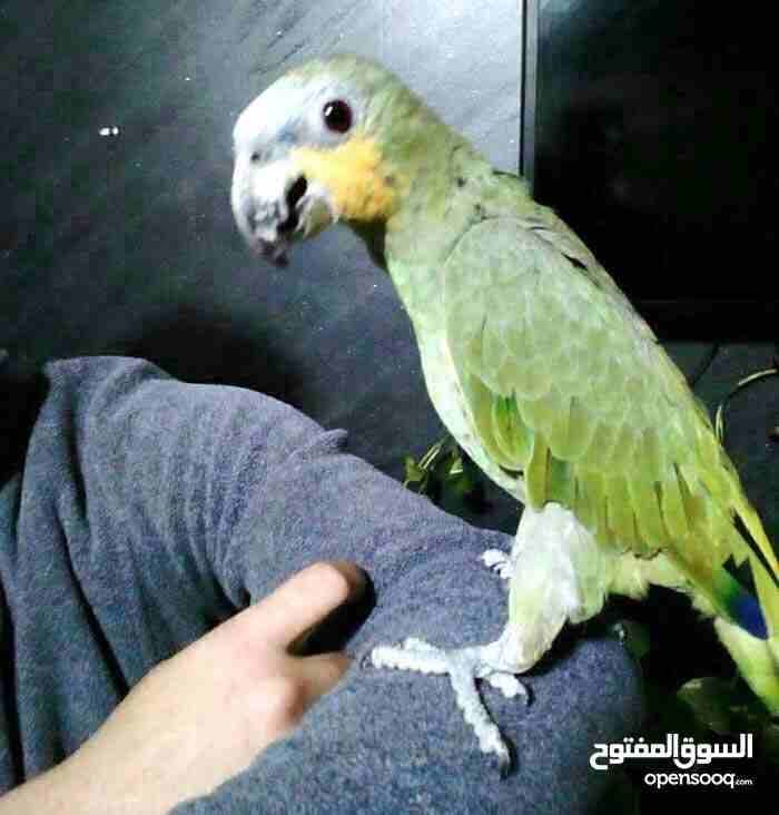 ببغاء فرخ أمازون بسعر حرق
لا تنسَ أنك شاهدت هذا الإعلان في عنكبوت
فرخ امازون اليف جدا وينزل راسه...