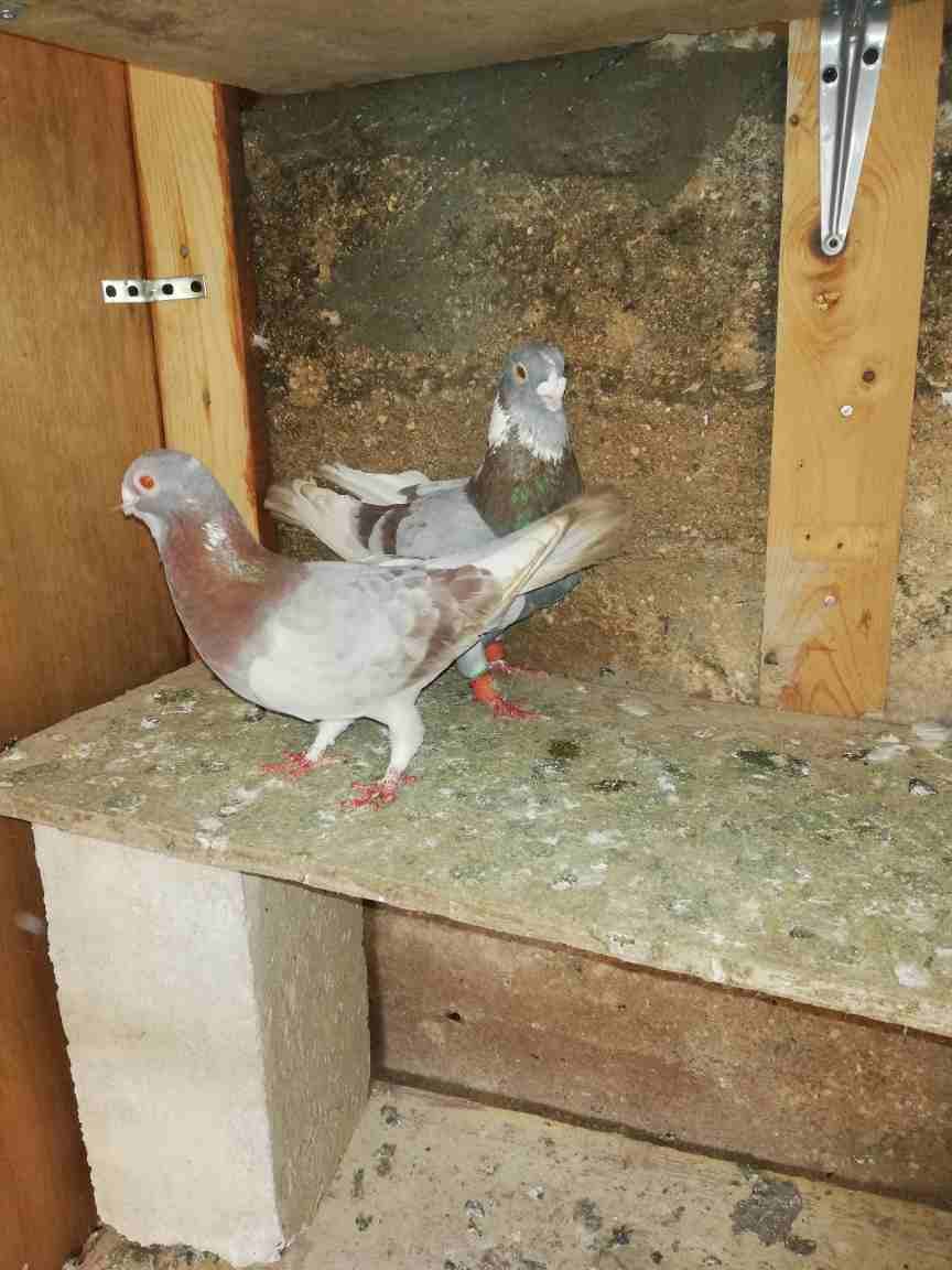 5 جواز وفردة
لا تنسَ أنك شاهدت هذا الإعلان في عنكبوت
جوز رياحنة طرد ع بيض
جوز بناديق بغادنة
جوز...