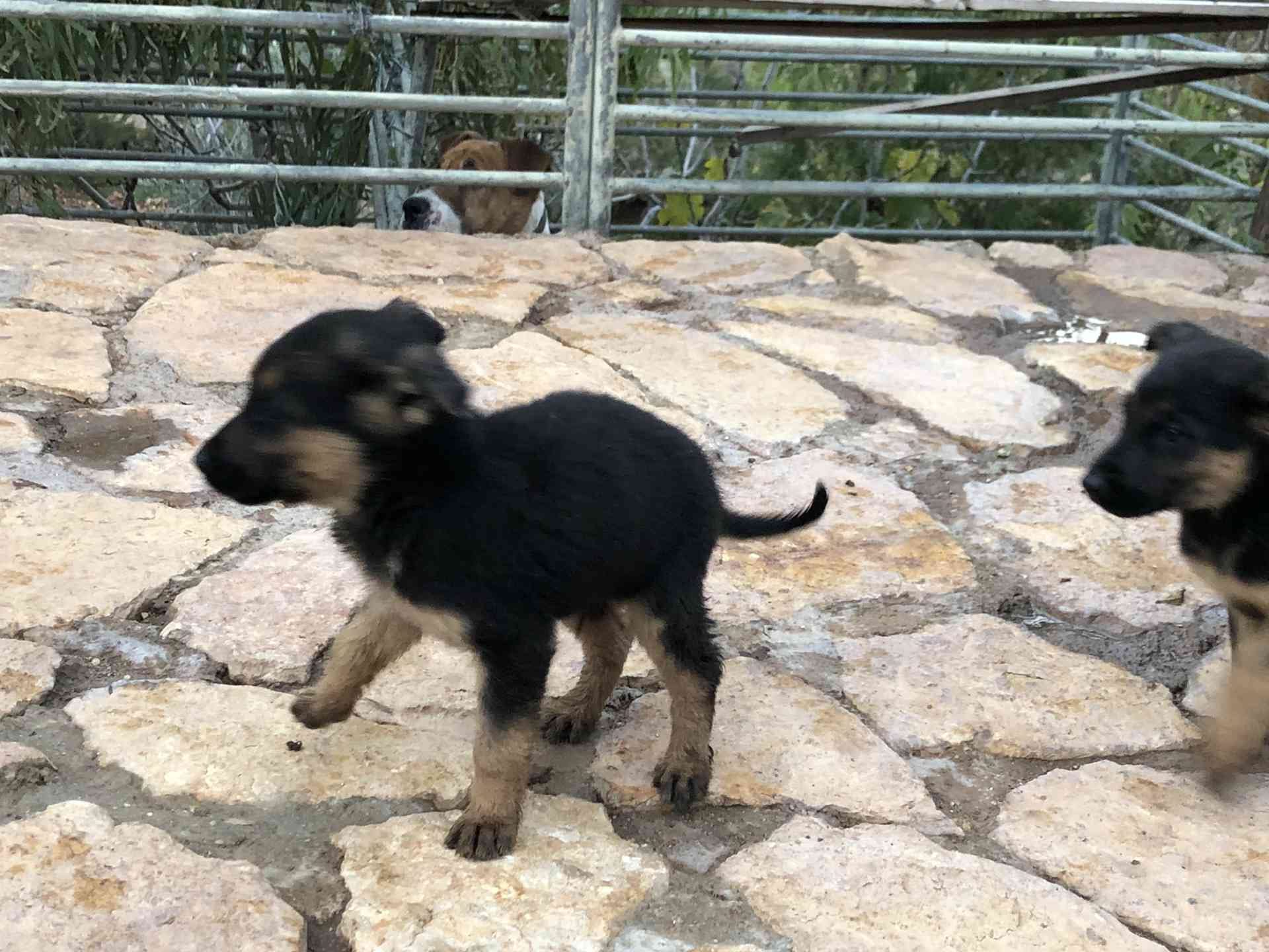 جراو جيرمن شبرد اصلي للبيع
لا تنسَ أنك شاهدت هذا الإعلان في عنكبوت
German Shepherd puppies p...