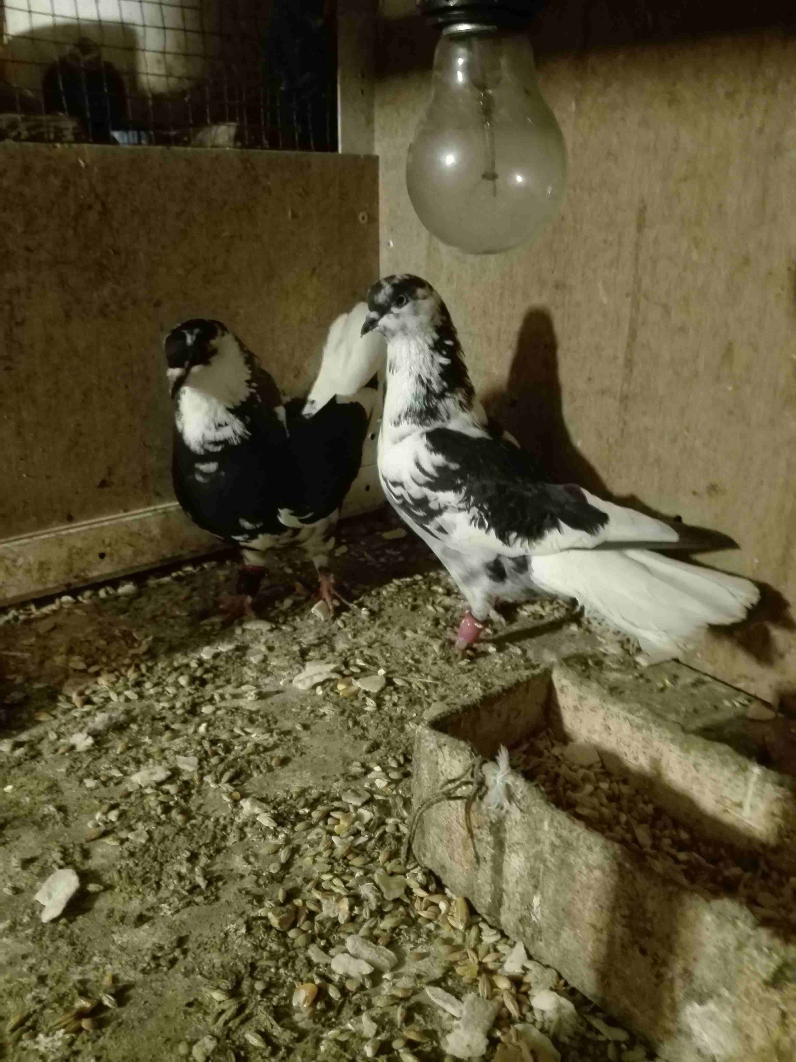 جواز حمام مشكله نواعم
لا تنسَ أنك شاهدت هذا الإعلان في عنكبوت
جواز حمام مشكلع عدد 30جوز.
برابسه...