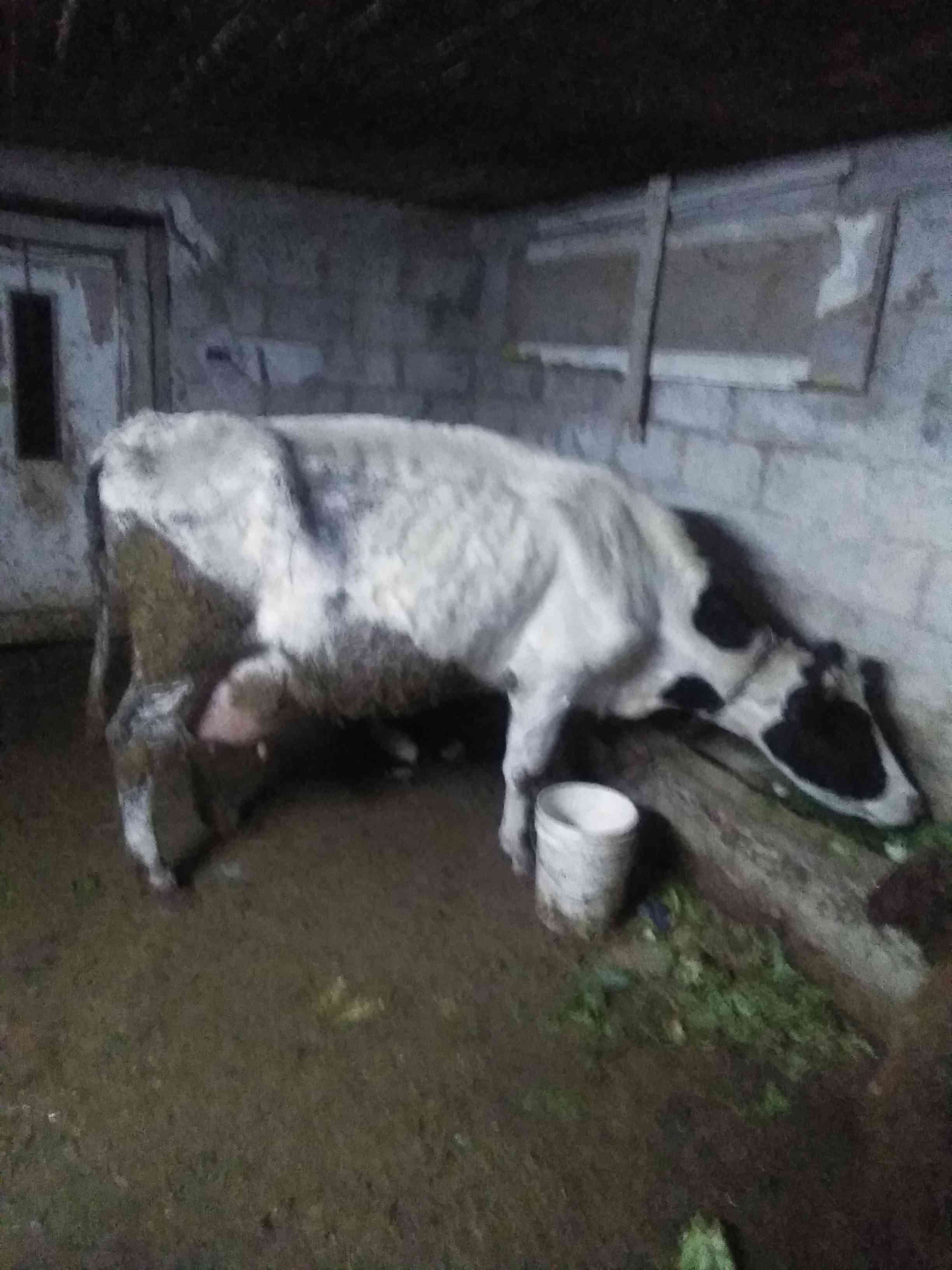 بقره حليب الها والده 15 يوم
لا تنسَ أنك شاهدت هذا الإعلان في عنكبوت
اربد بشرى...
