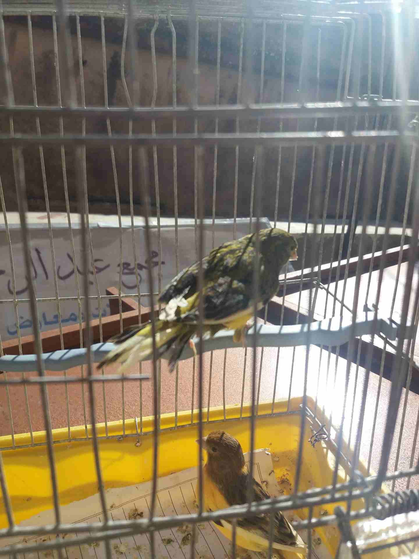 جوز كنار انتاجهم عندي منهم 2مخاليف الاهالي للبيع فقط25دينار
لا تنسَ أنك شاهدت هذا الإعلان في عنكبوت...
