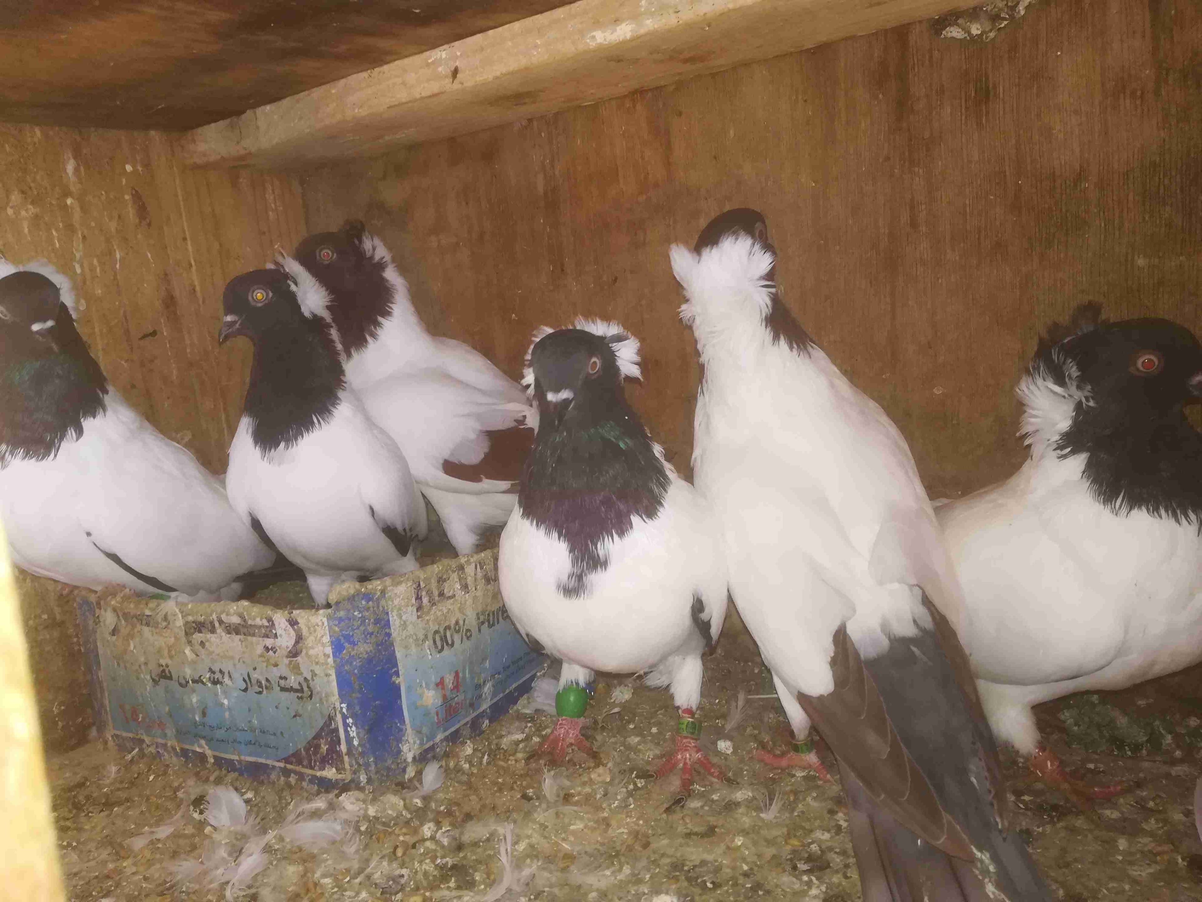 للبيع 3جواز ارباش مخاليف على وجح شغل
لا تنسَ أنك شاهدت هذا الإعلان في عنكبوت
للبيع...