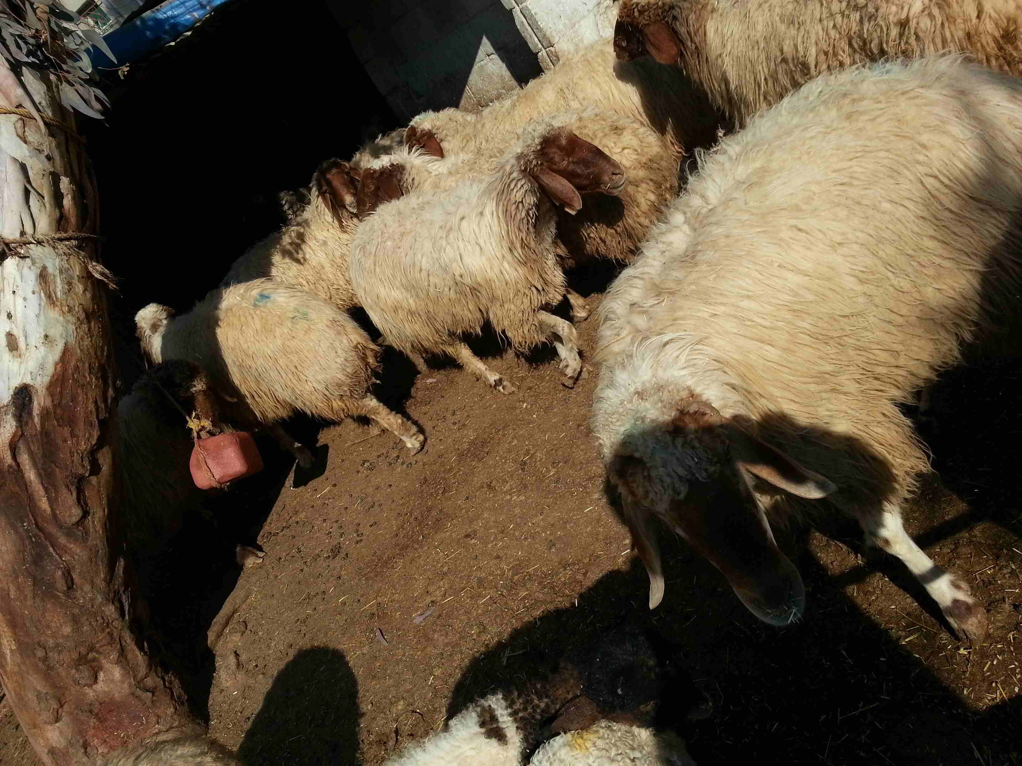 غنم مدارير للبيع العدد 12 راس
لا تنسَ أنك شاهدت هذا الإعلان في عنكبوت
غنم وجه ميﻻد العدد 12 الله...