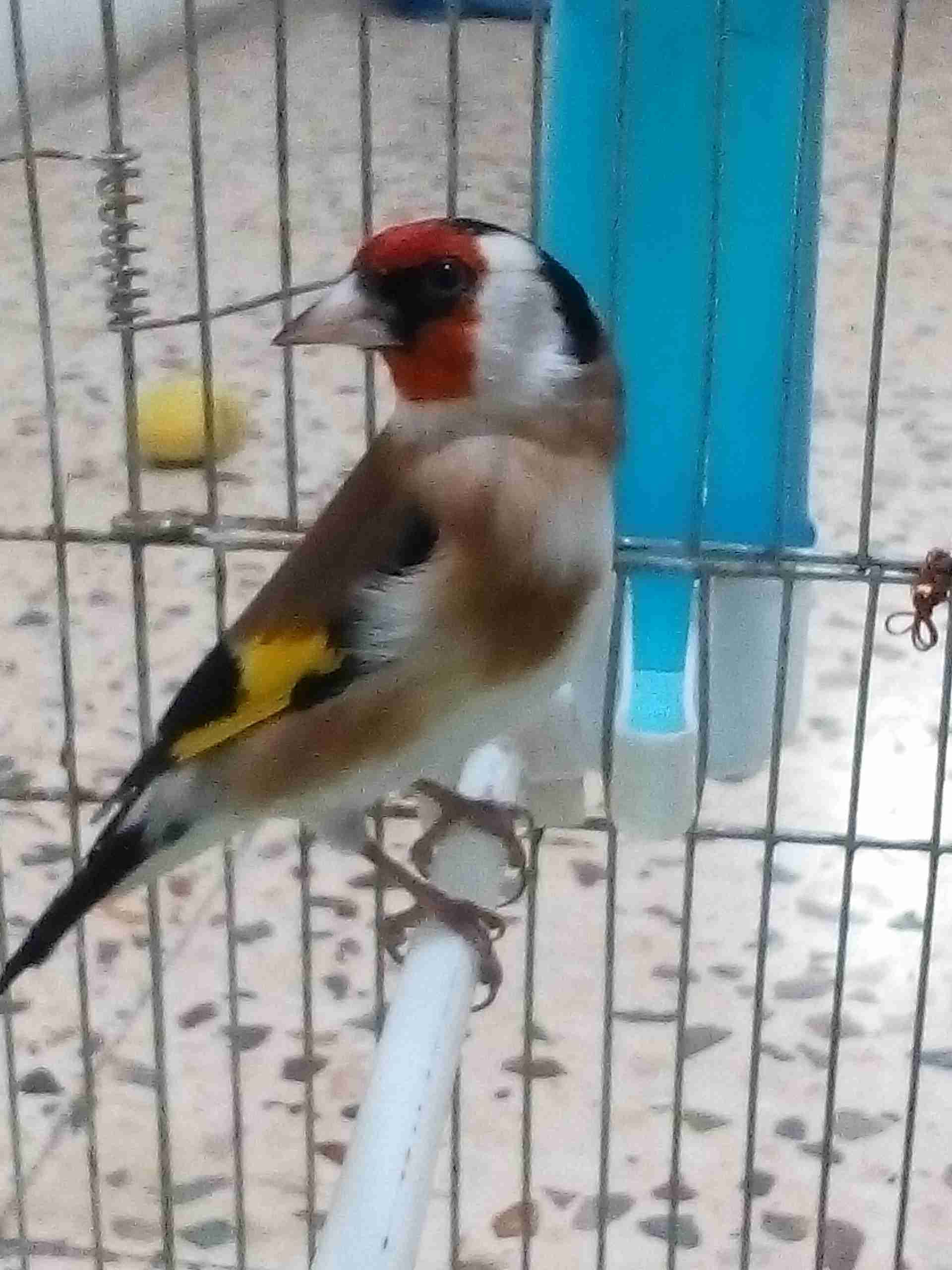ذكر حسون ما شاء الله
لا تنسَ أنك شاهدت هذا الإعلان في عنكبوت
ذكر حسون عقال طفره حبي ما شاء ال...