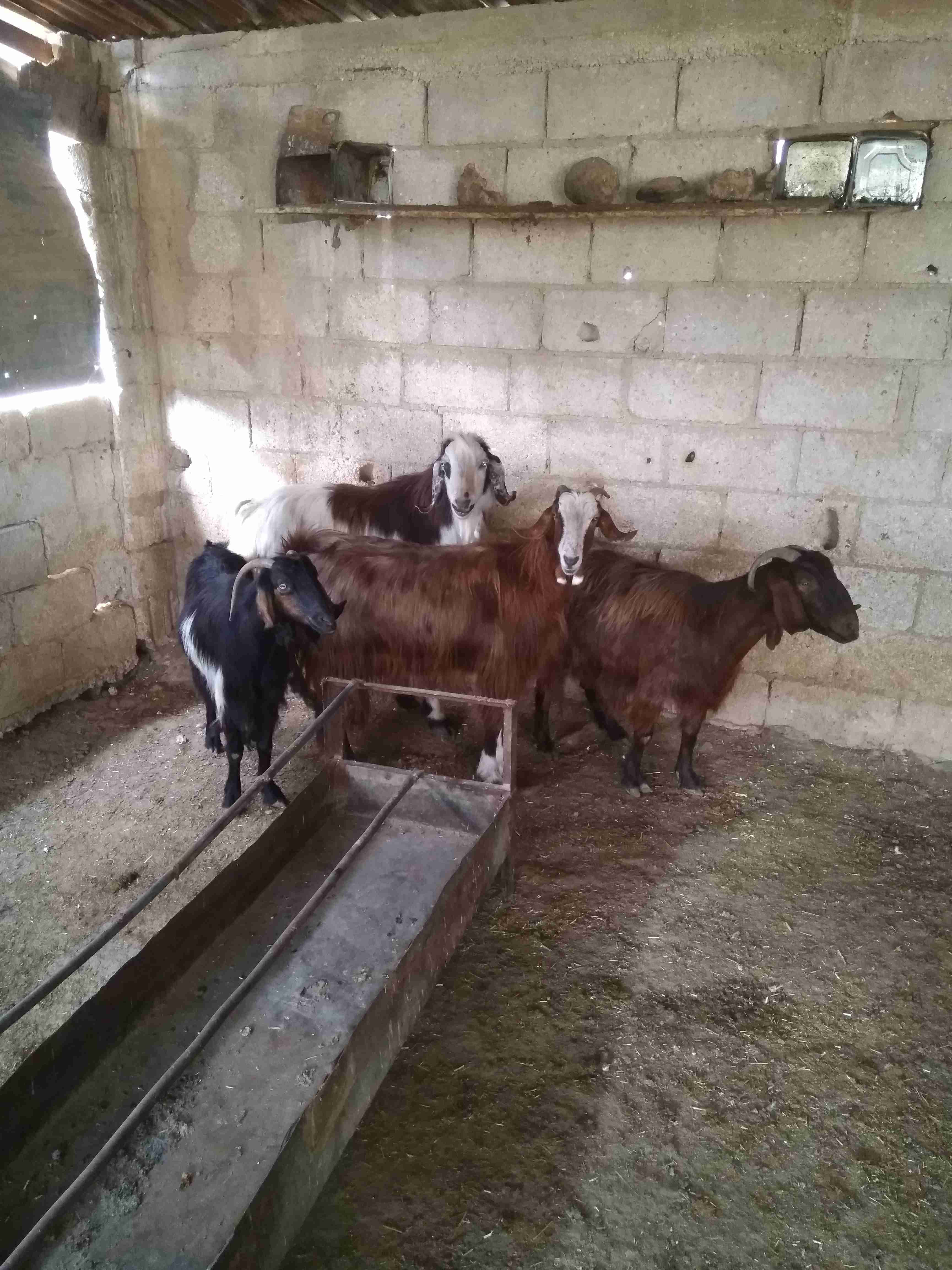ثلاثة معزة معاشير وتيس رباع
لا تنسَ أنك شاهدت هذا الإعلان في عنكبوت
ثلاثة معزة ما شاء الله عل...