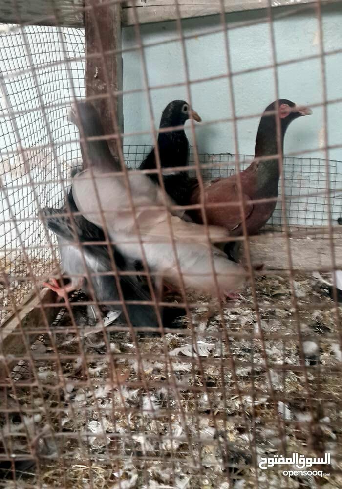 3 جواز حمام بغدادي حبات نخب النخب
لا تنسَ أنك شاهدت هذا الإعلان في عنكبوت
3 جوز بغدادي نخب ال...