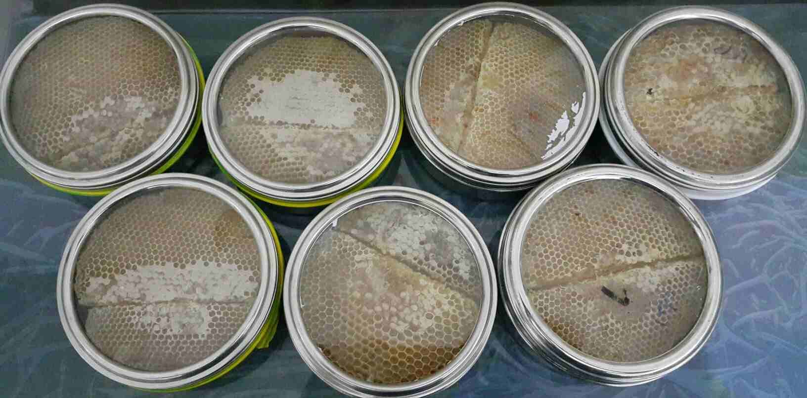 عسل يمني حضرمي صافي و خلطات علاجية
لا تنسَ أنك شاهدت هذا الإعلان في عنكبوت
متوفر العسل اليمني من...