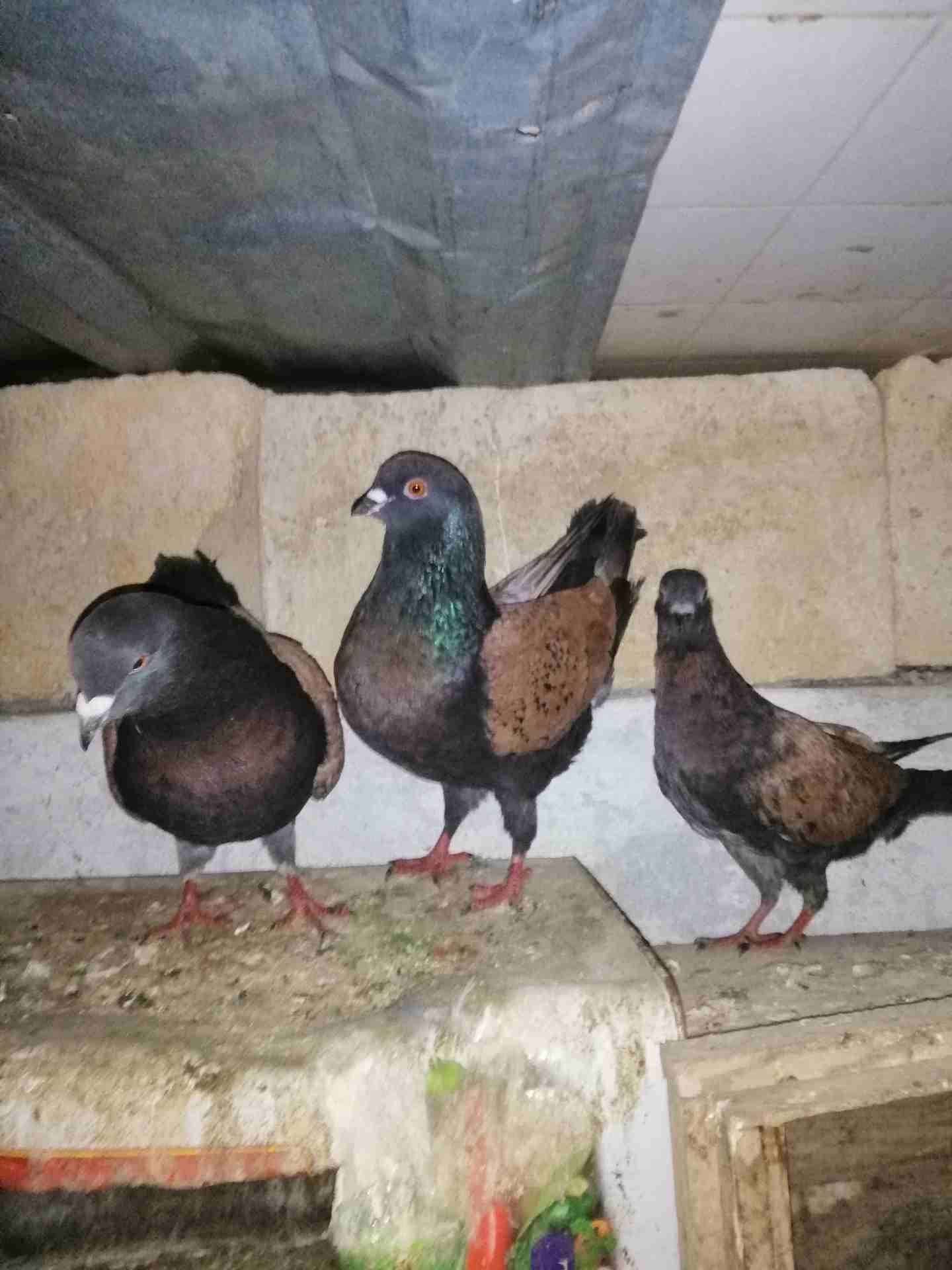 جوز كينج براملي جامبووووووووو
لا تنسَ أنك شاهدت هذا الإعلان في عنكبوت
جوز كينج مثل الطابه الصلاه...