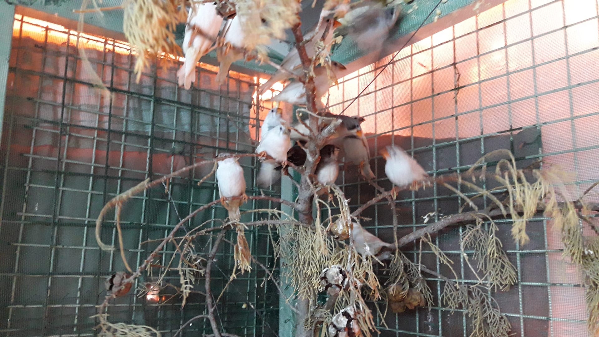 طيور زيبرا الجنه للبيع او بدل
لا تنسَ أنك شاهدت هذا الإعلان في عنكبوت
سلآم عليكم ورحمة الله و...