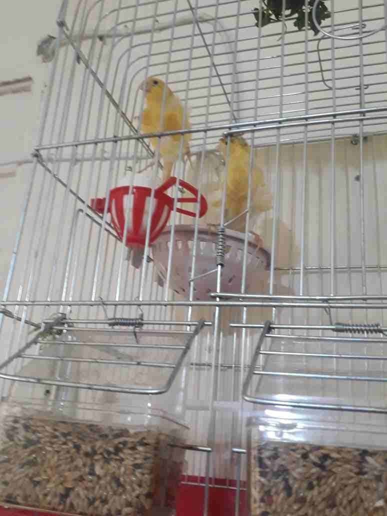 3اجواز كنار مفتلات وفي جوز مكنبرات للبيع بسعر مغري وفي حبه مفتله زيتوني مفتل
لا تنسَ أنك شاهدت هذا الإعلان في عنكبوت...