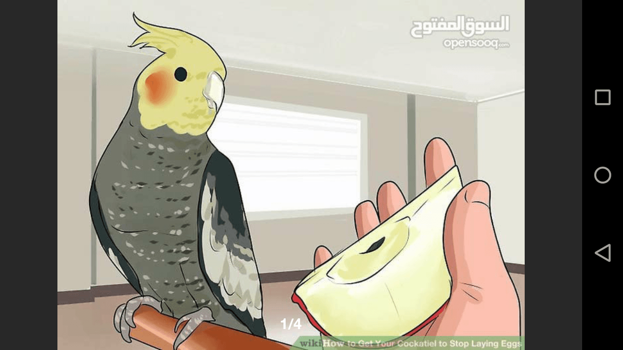 مطلوب طيره كوكتيل اصفر حجم كبير او لاتينو في اي سعر لحد 30 في عمان
لا تنسَ أنك شاهدت هذا الإعلان في عنكبوت...