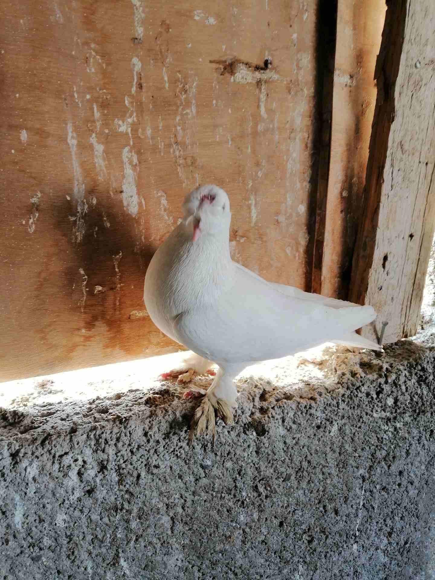 فحل مخلف ومخلص طير حمام نخب النخب موجود في الزرقاء
لا تنسَ أنك شاهدت هذا الإعلان في عنكبوت
مكاوي...