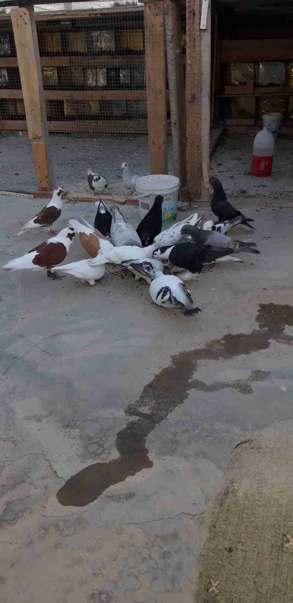 كشة حمام نوعيات ممتازة والوان نادرة جدا
لا تنسَ أنك شاهدت هذا الإعلان في عنكبوت
النوعيات لاهو...