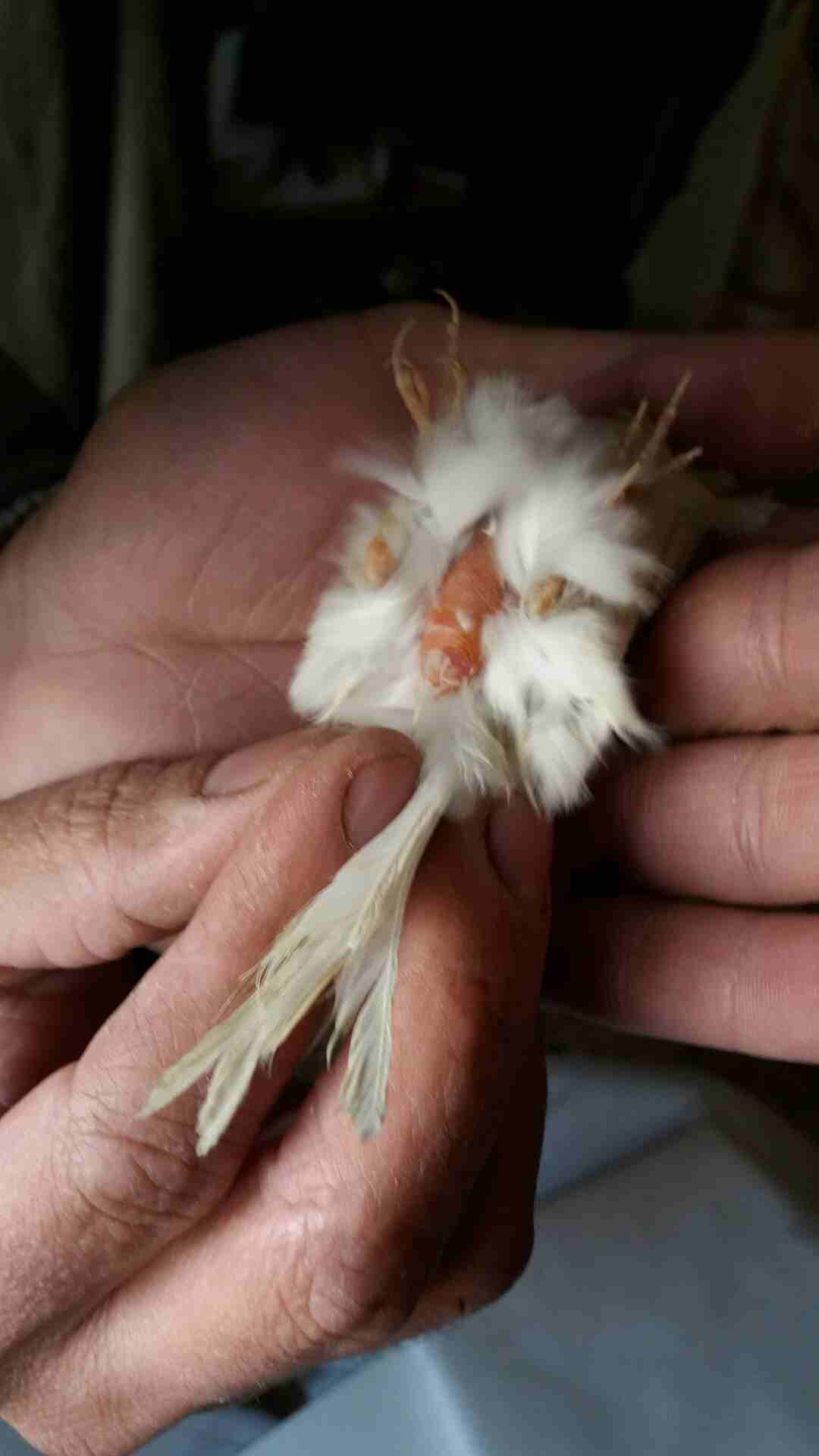 جوز موردي جاهزات طيراه بيضه جهز
لا تنسَ أنك شاهدت هذا الإعلان في عنكبوت
جوز موردي جهازين بلفو عوش...