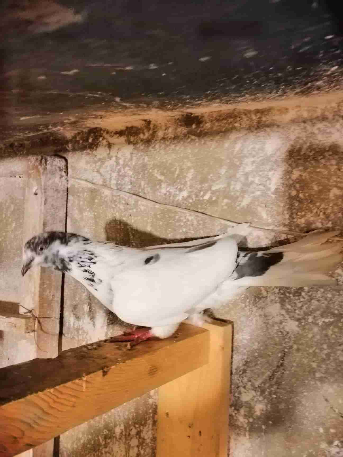 ثلاث طواير للبدل
لا تنسَ أنك شاهدت هذا الإعلان في عنكبوت
ثلاث طواير للبدل ع فحلين طيور حمام...