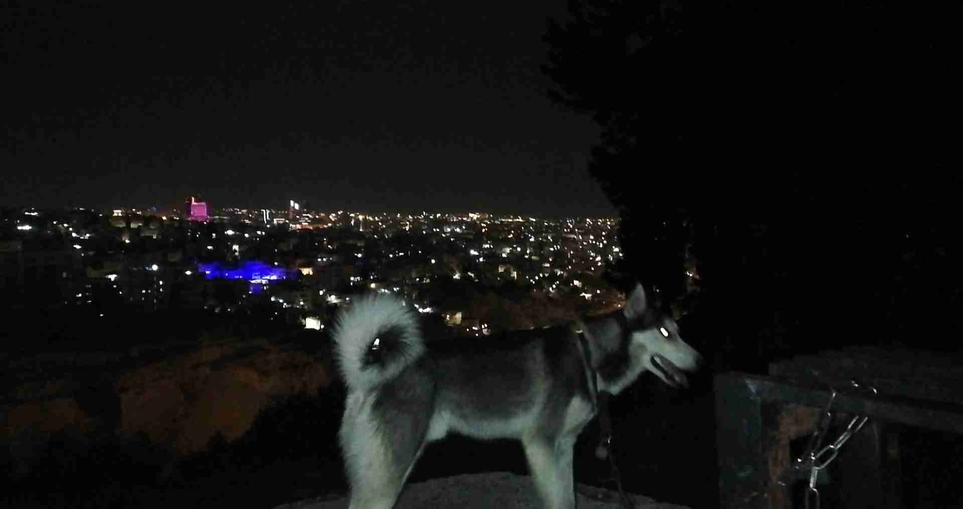 كلب هاسكي
لا تنسَ أنك شاهدت هذا الإعلان في عنكبوت
كلب هاسكي (ذكر) العمر سنه للبيع...
