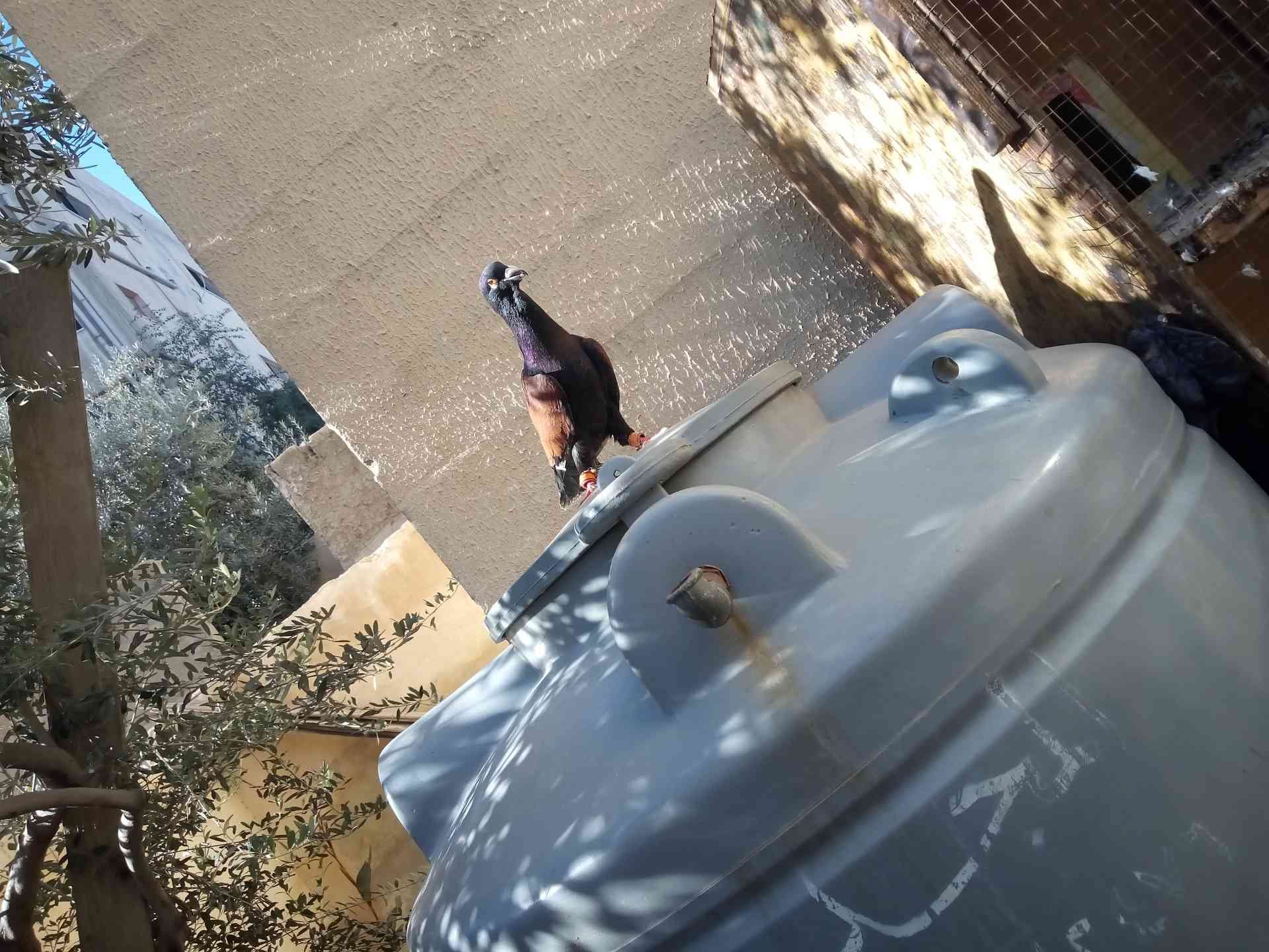 فحل للبيع
لا تنسَ أنك شاهدت هذا الإعلان في عنكبوت
فحل قرنفلي للبيع
او البدل...