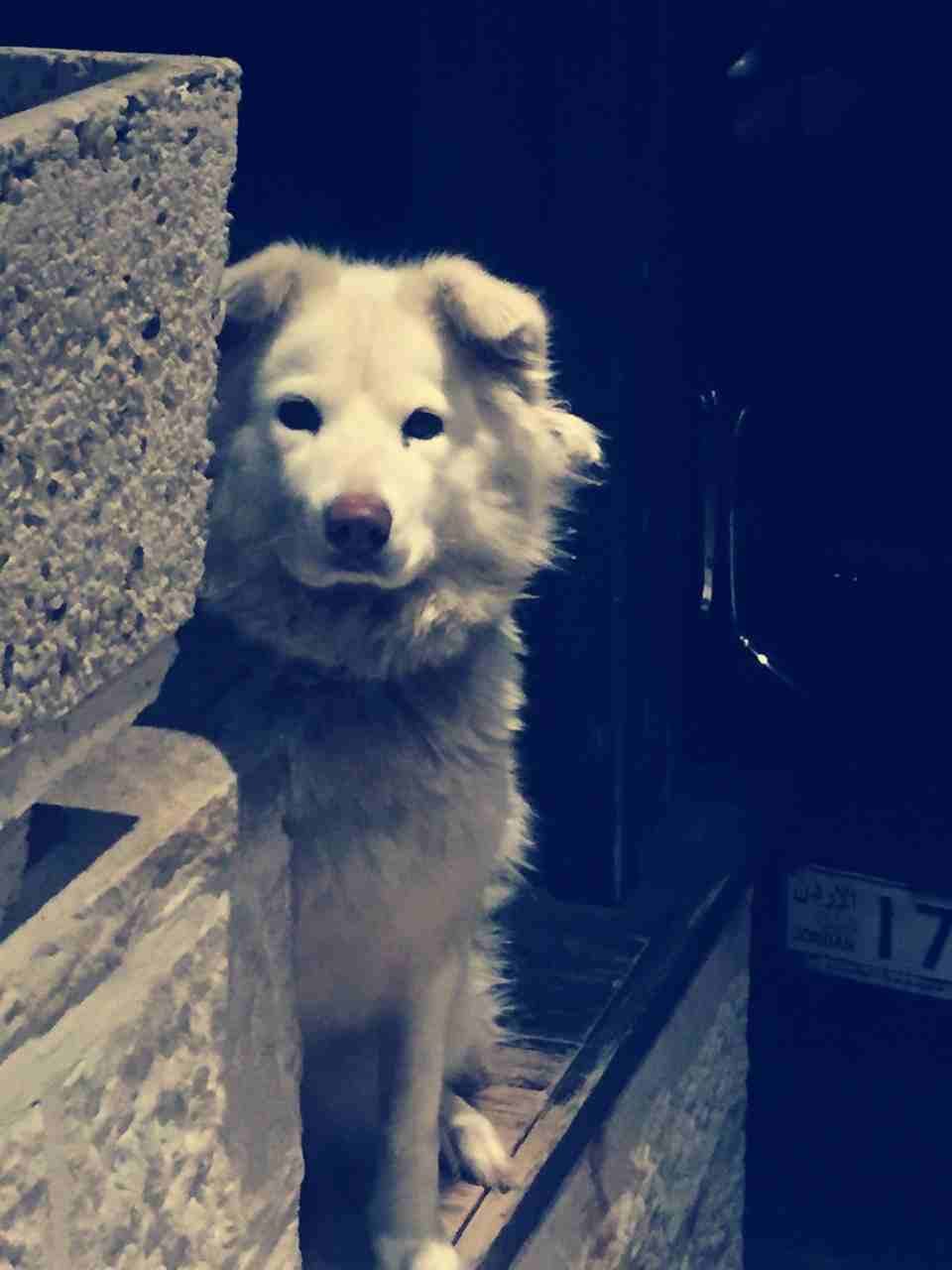جيرمن شيبرد أبيض كندي
لا تنسَ أنك شاهدت هذا الإعلان في عنكبوت
canadian white german shepherd...