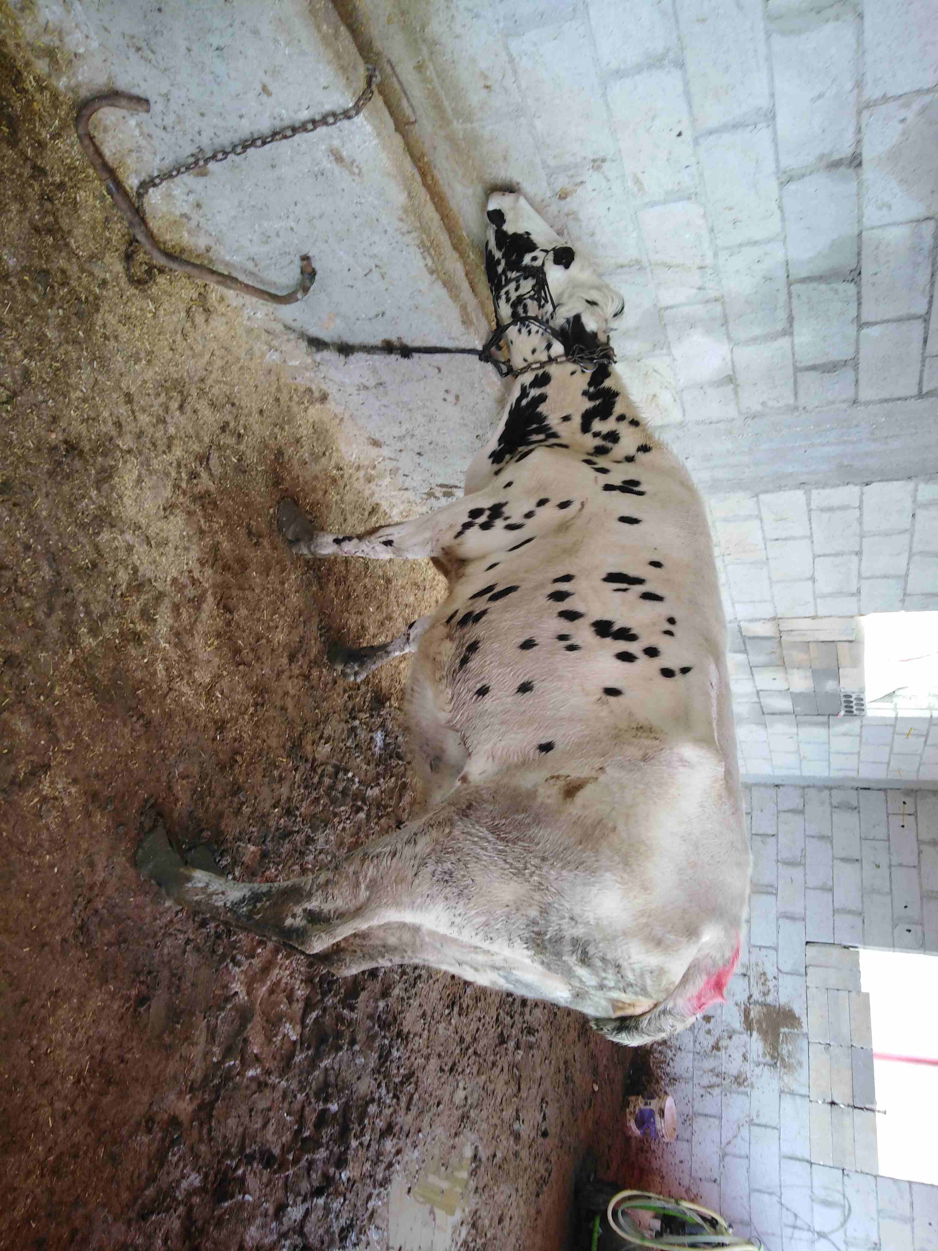 بكيره لحم معها من كل جال حبه
لا تنسَ أنك شاهدت هذا الإعلان في عنكبوت
بكيره لحم معها من كل جال حبه...