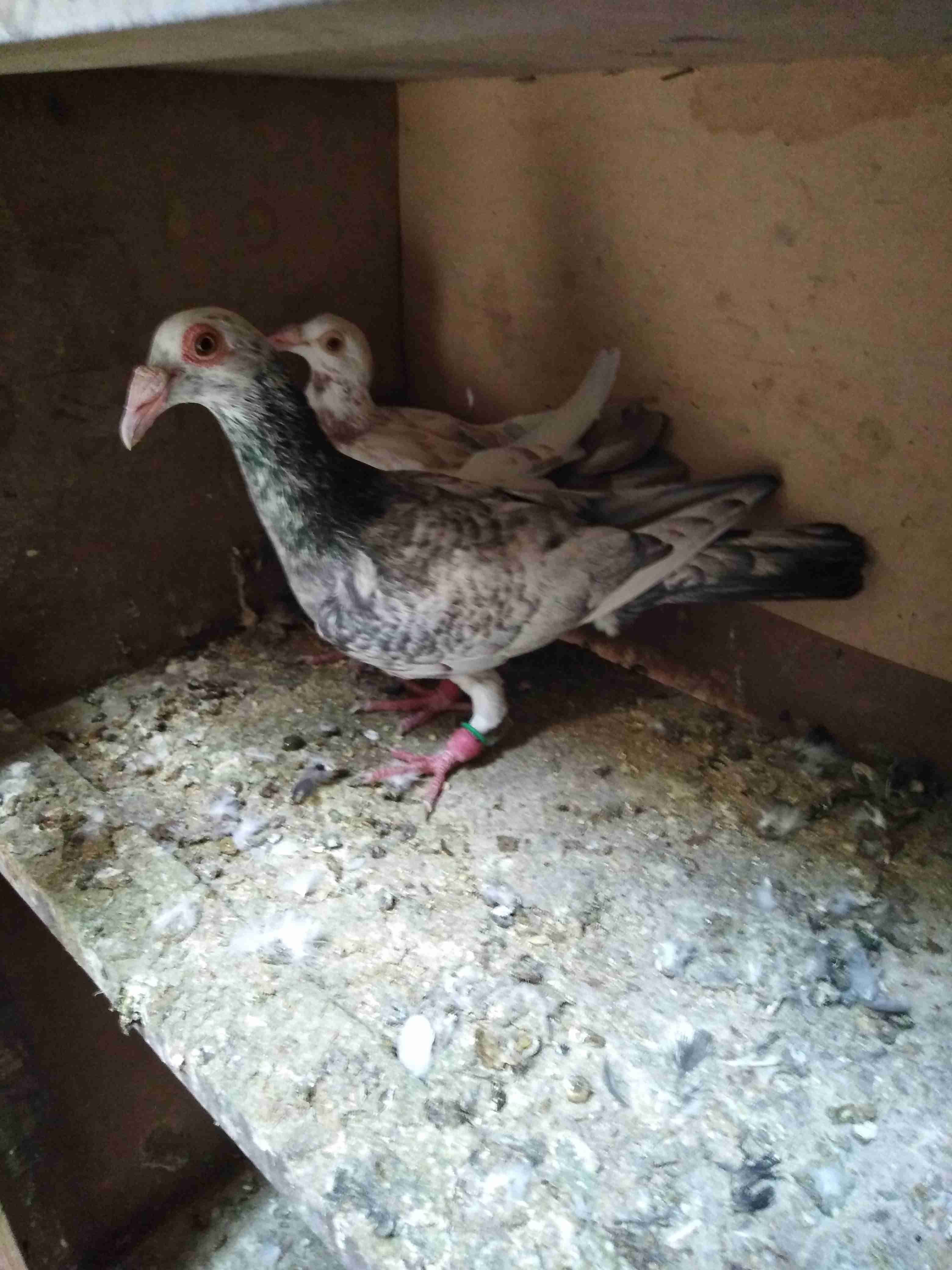 جوووووز للبيع
لا تنسَ أنك شاهدت هذا الإعلان في عنكبوت
جوز نخب مخدات بعض جديد...