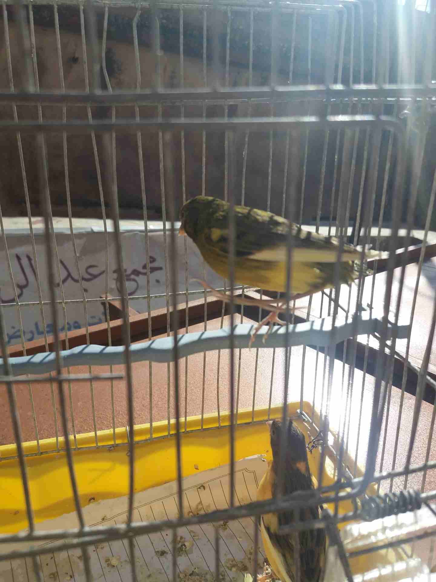 جوز كنار انتاجهم عندي منهم 2مخاليف الاهالي للبيع فقط25دينار
لا تنسَ أنك شاهدت هذا الإعلان في عنكبوت...