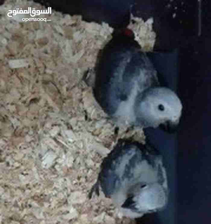 جوزين كاسكو للبيع
لا تنسَ أنك شاهدت هذا الإعلان في عنكبوت
جوز منتج عمر فقوق ال 7 سنوات مفحوص DNA...