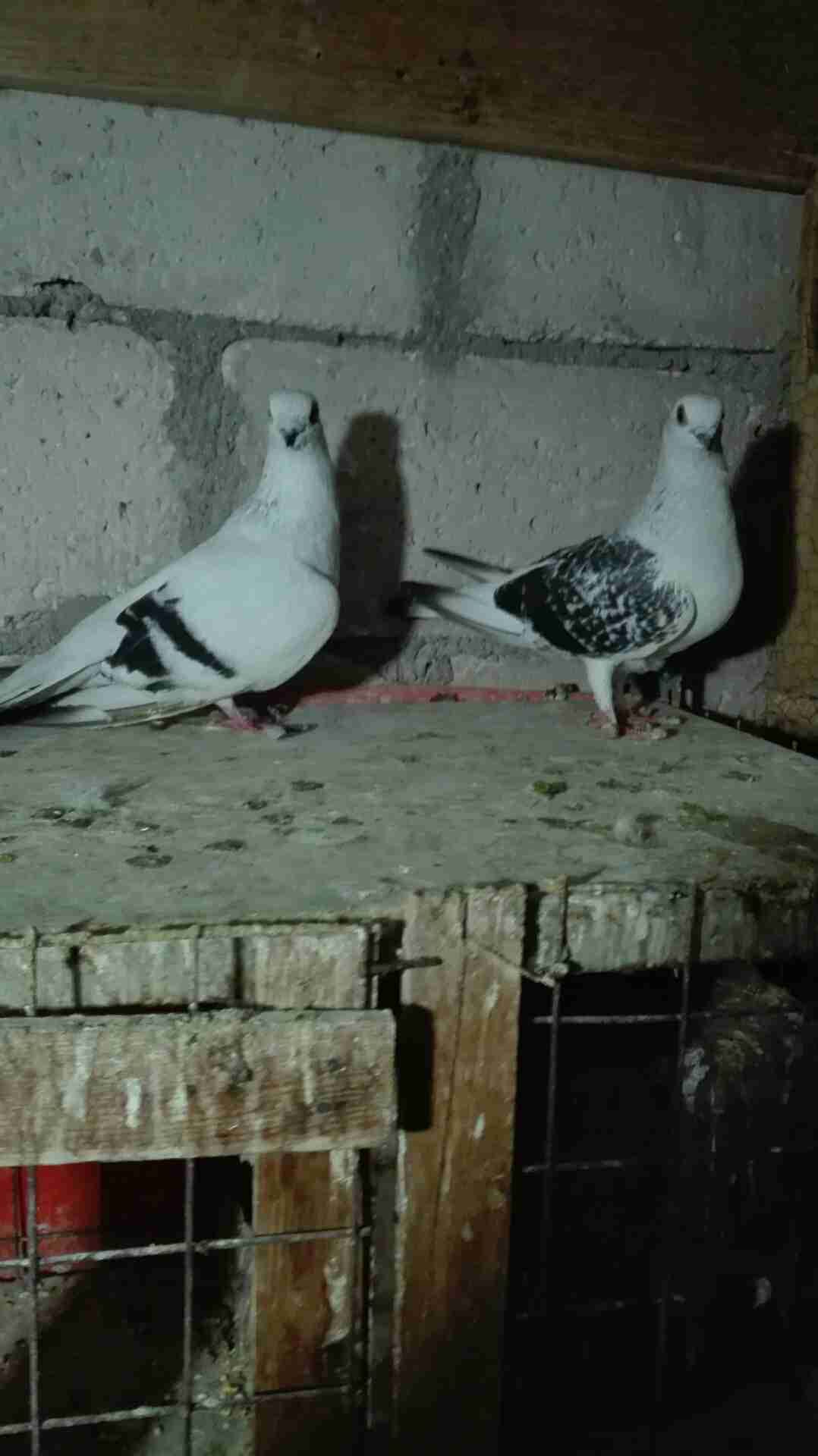 خمسه جواز حمام للبيع في الزرقاء كله شغال إنشاء الله
لا تنسَ أنك شاهدت هذا الإعلان في عنكبوت
خ...