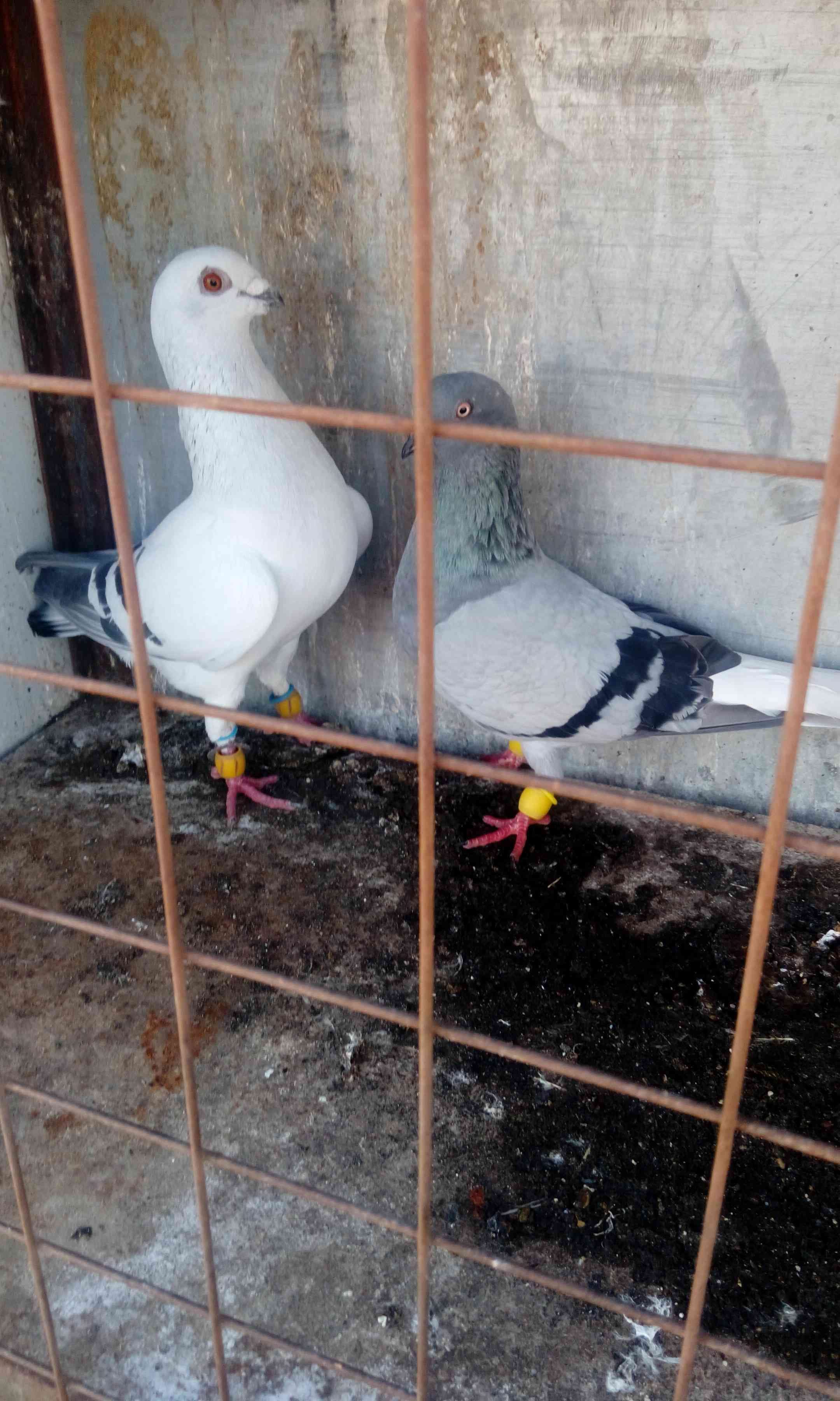 4جواز بسعر حرق50القويسمه(0798806026)
لا تنسَ أنك شاهدت هذا الإعلان في عنكبوت
4جواز بسعر حرق50...