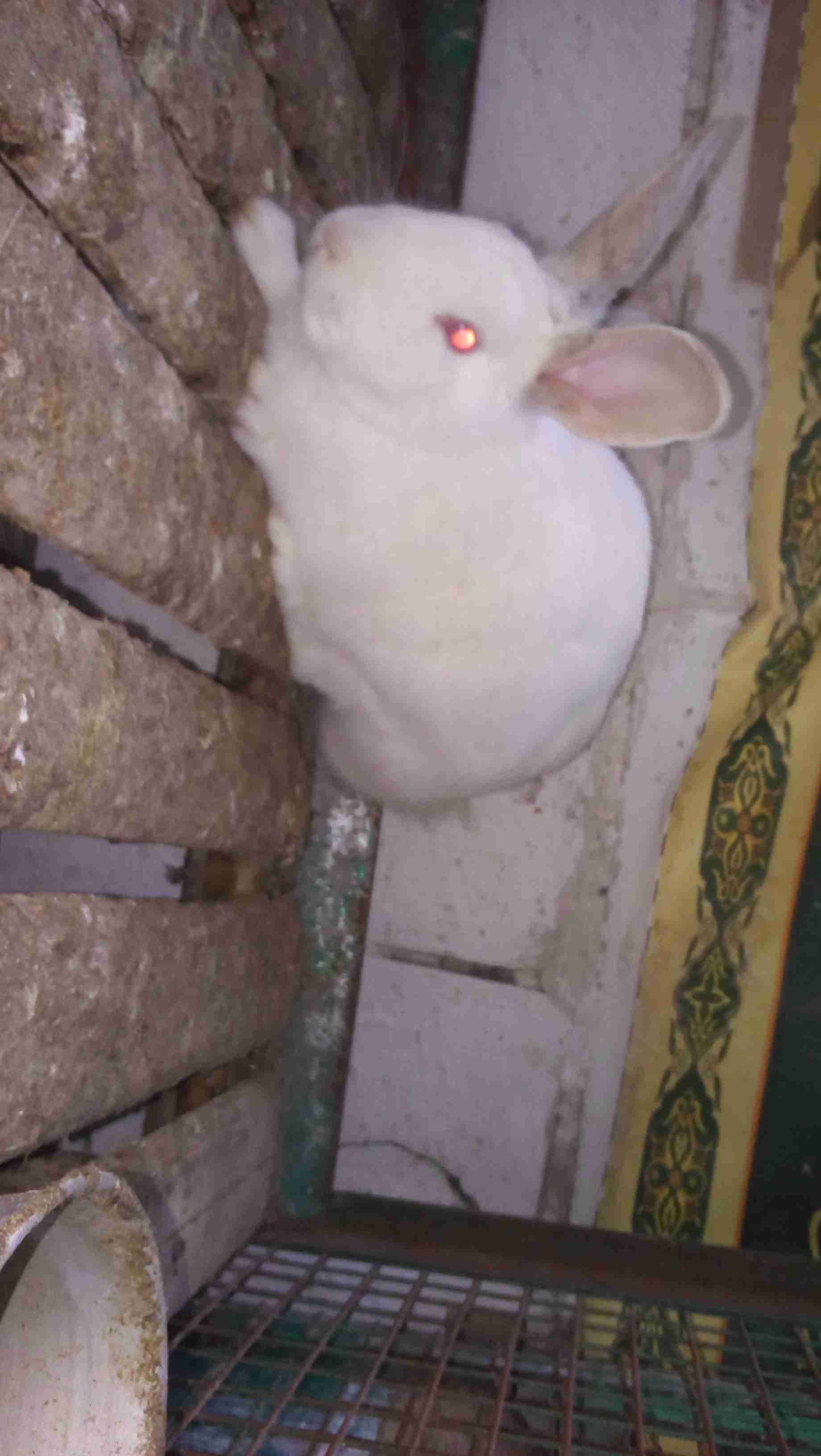 مزرعه الأرنب رصيفه
لا تنسَ أنك شاهدت هذا الإعلان في عنكبوت
يوجد لدينا جميع انواع الطيور والحي...