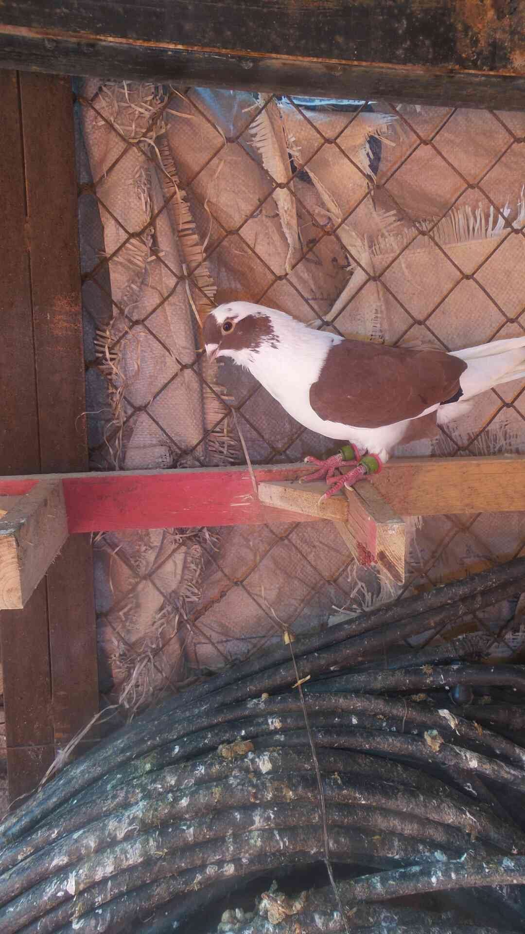 طيور حمام
لا تنسَ أنك شاهدت هذا الإعلان في عنكبوت
طايرات في جرش موجودات حالين في سيحان بعدسلط...
