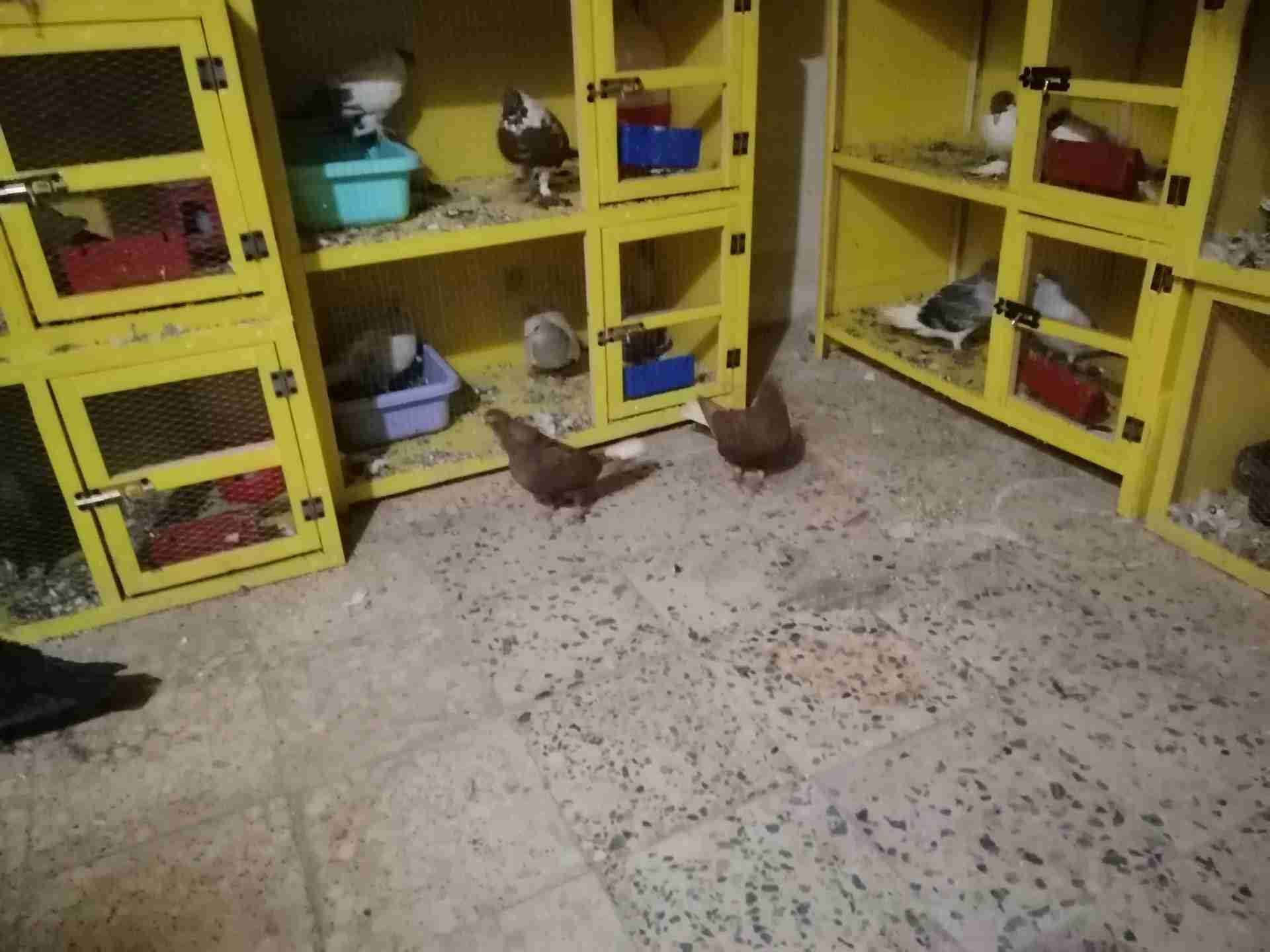 جوزين وفراخ للبيع أو البدل
لا تنسَ أنك شاهدت هذا الإعلان في عنكبوت
جوز نوري احمر لسا مش ماخذت...