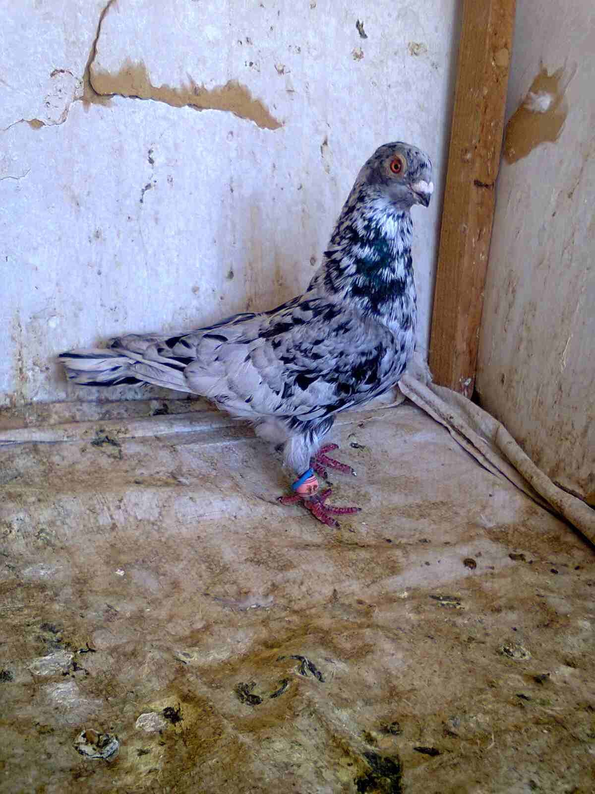 جواز زق وفحول كش وطواير فلت نخب
لا تنسَ أنك شاهدت هذا الإعلان في عنكبوت
21 جوز حمام بين فحول كش و...