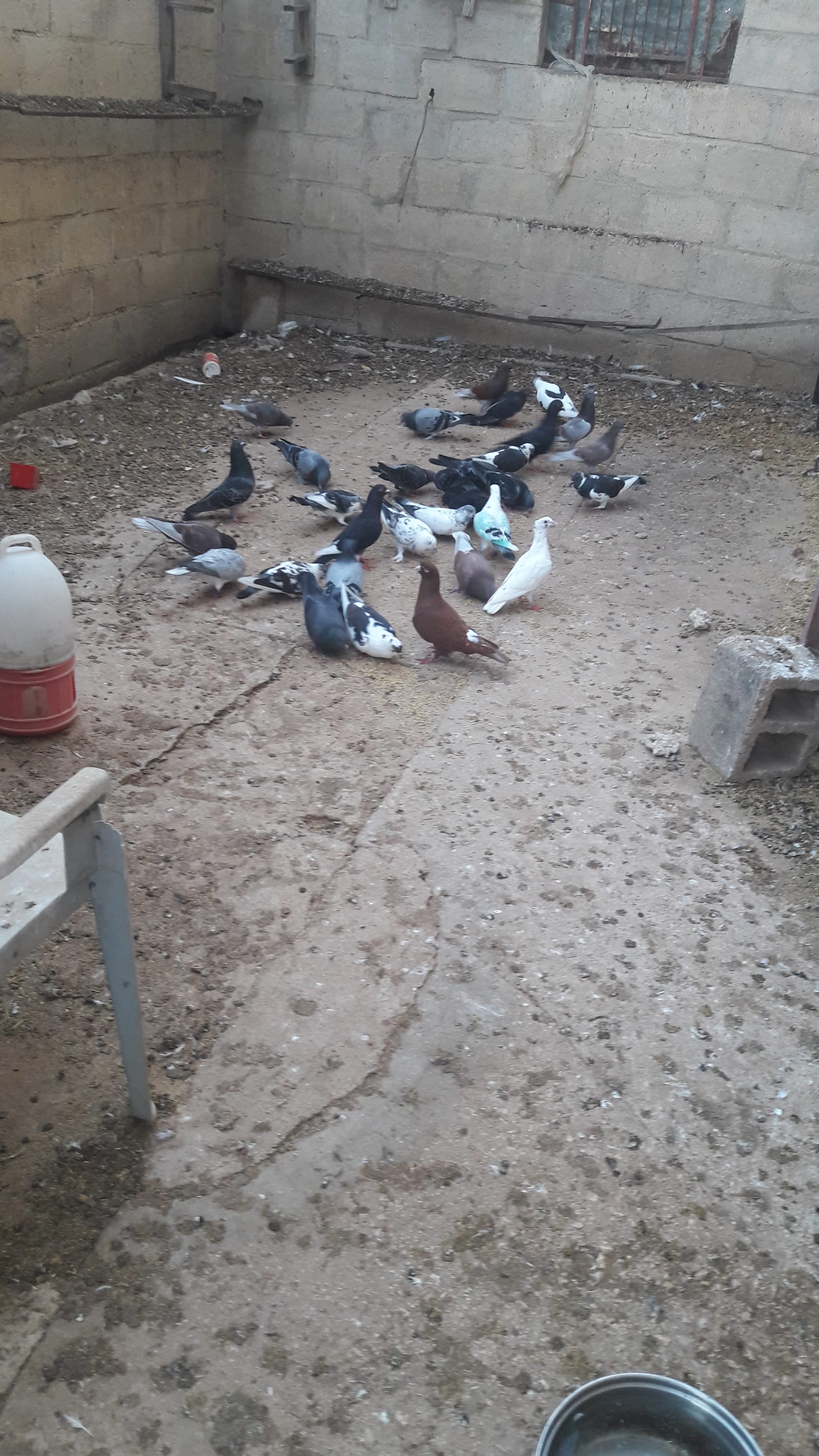 كوم حمام بلدي للبيع
لا تنسَ أنك شاهدت هذا الإعلان في عنكبوت
كوم حمام بلدي للبيع 2 دينار سعر...