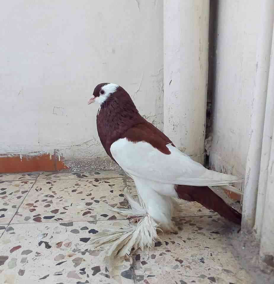 طير نفااخ
لا تنسَ أنك شاهدت هذا الإعلان في عنكبوت
للكش
ر...