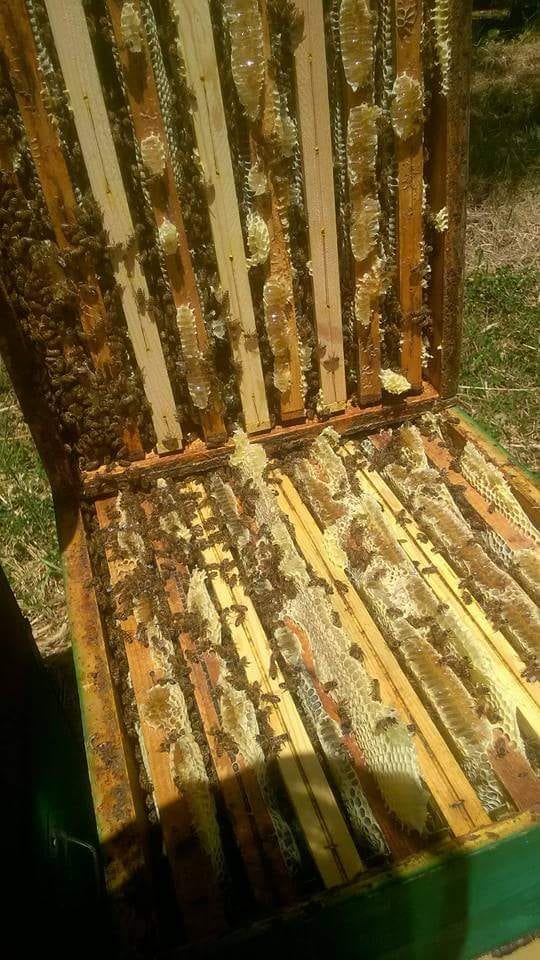 عسل بلدي مظمون ٪ لتجار الجمله للإستفسار يرجى الاتصال
لا تنسَ أنك شاهدت هذا الإعلان في عنكبوت...