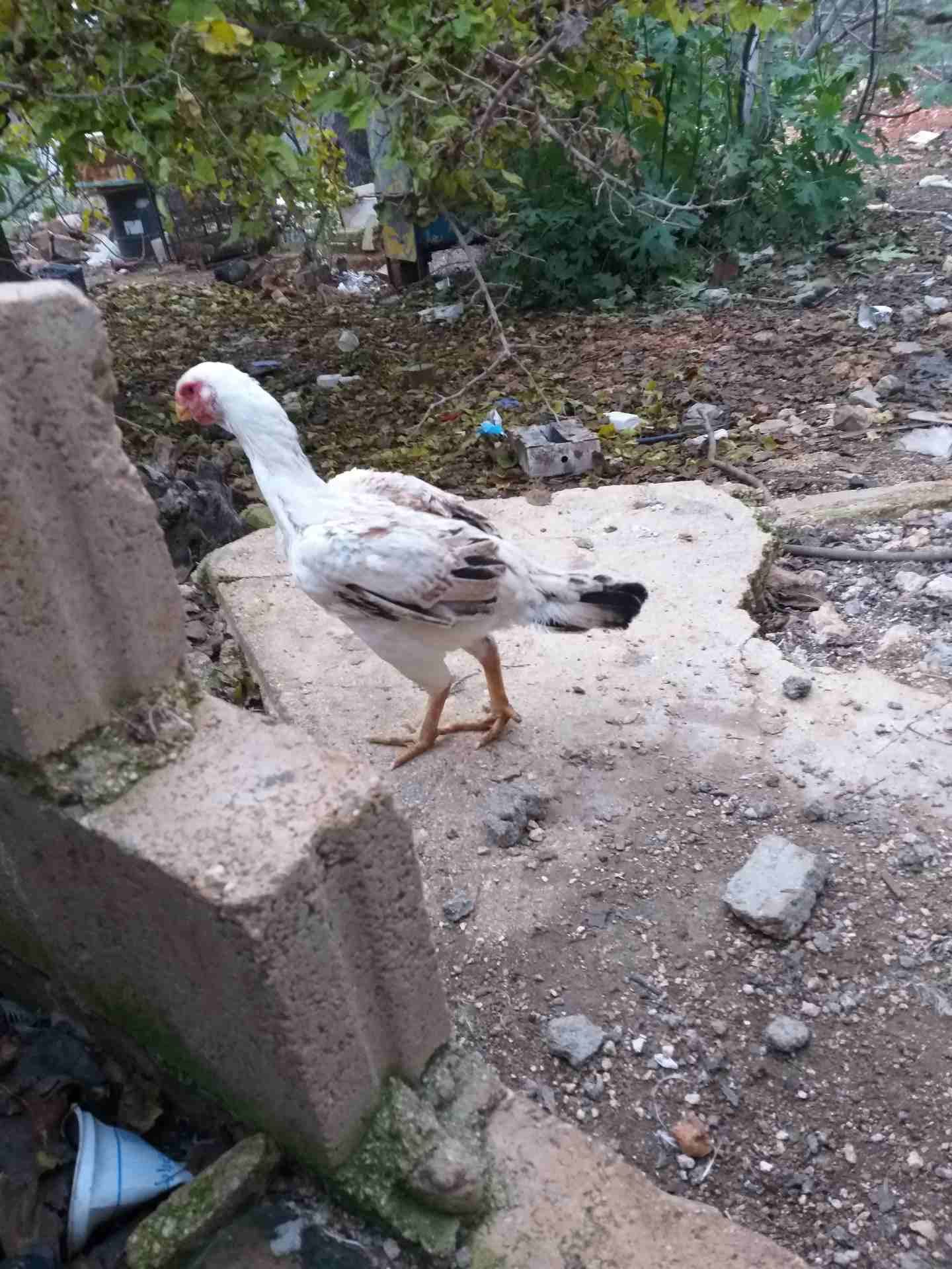 دجاجه فارسي للبيع
لا تنسَ أنك شاهدت هذا الإعلان في عنكبوت
دجاجه فارسي للبيع...
