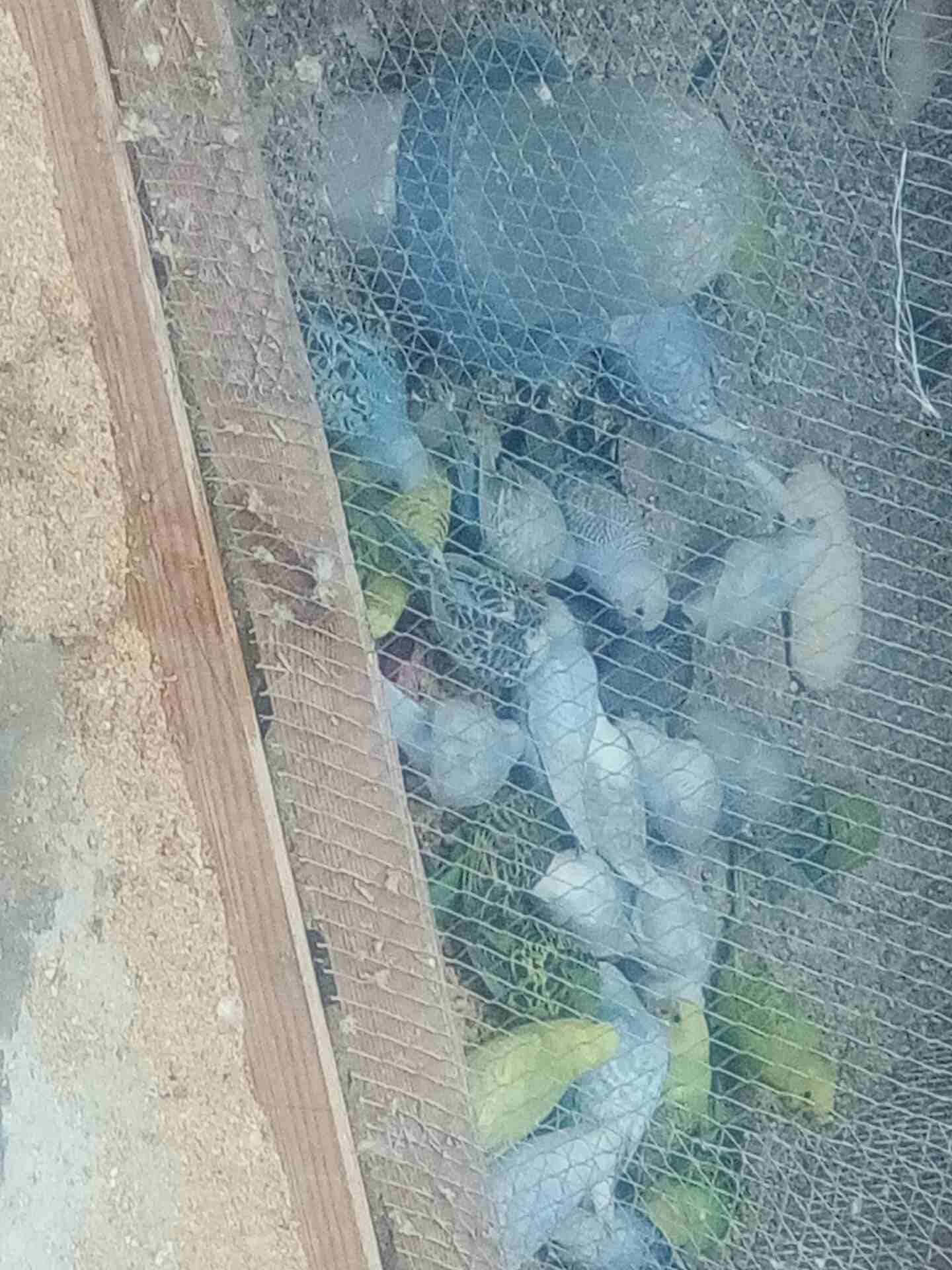 طيور حب نخب شغالات
لا تنسَ أنك شاهدت هذا الإعلان في عنكبوت
طيور حب نخب صحة ونظافة شغالات
للبيع ف...