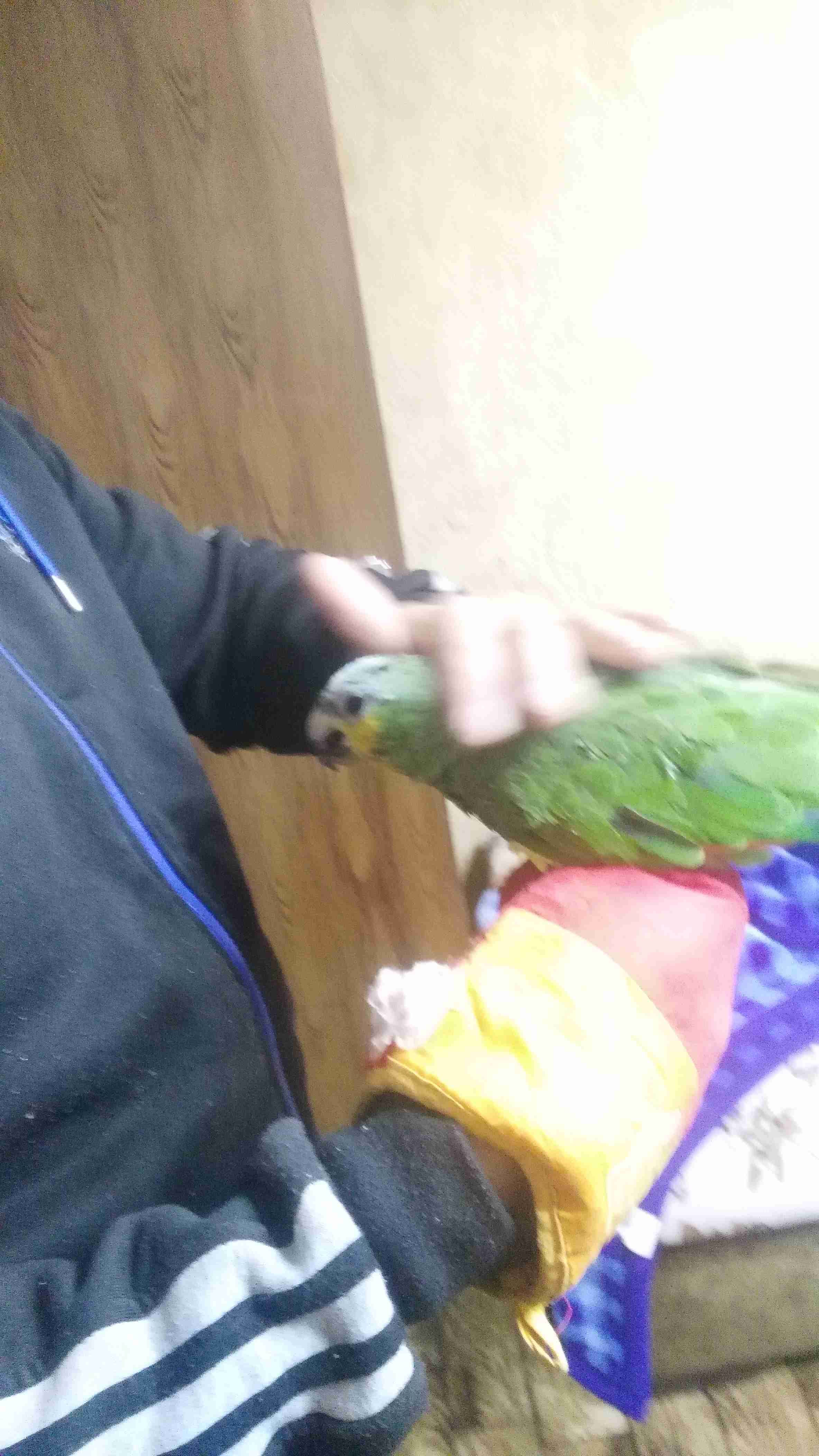 امازوني مع قفص وكاله بسعر الفجل
لا تنسَ أنك شاهدت هذا الإعلان في عنكبوت
امازوني نص اليف بصفر...