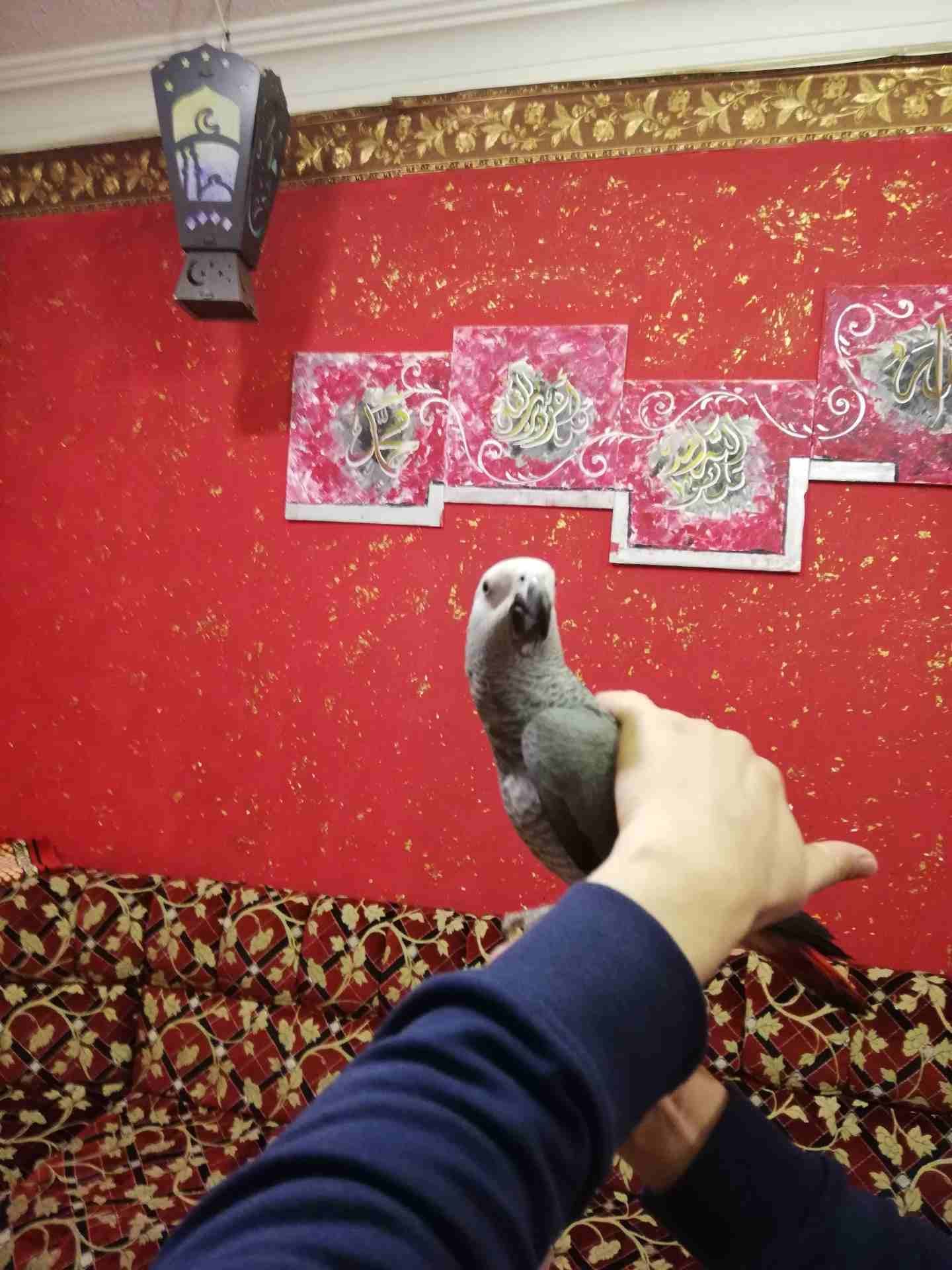 فرخ كاسكو اليف للبيع
لا تنسَ أنك شاهدت هذا الإعلان في عنكبوت
فرخ كاسكو أليف جدا للبيع... مزرعه......