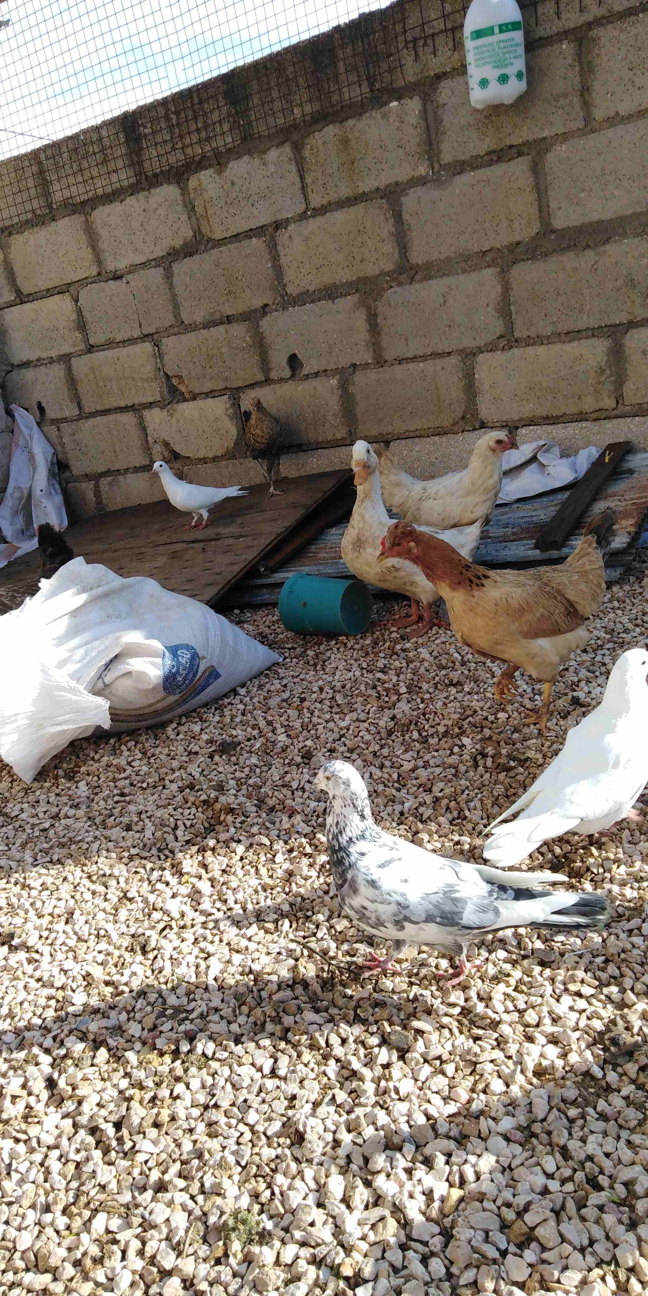 دجاج للبيع 12 وديكين
لا تنسَ أنك شاهدت هذا الإعلان في عنكبوت
12 جاجه بلدي وفيومي وديكين نخب النخب...