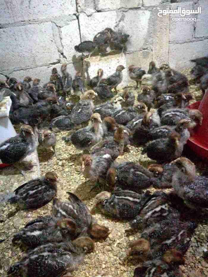 صيصان فيومي عمر 20 يوم
لا تنسَ أنك شاهدت هذا الإعلان في عنكبوت
يوجد صيصان فيومي عمر 20 يوم
صح...