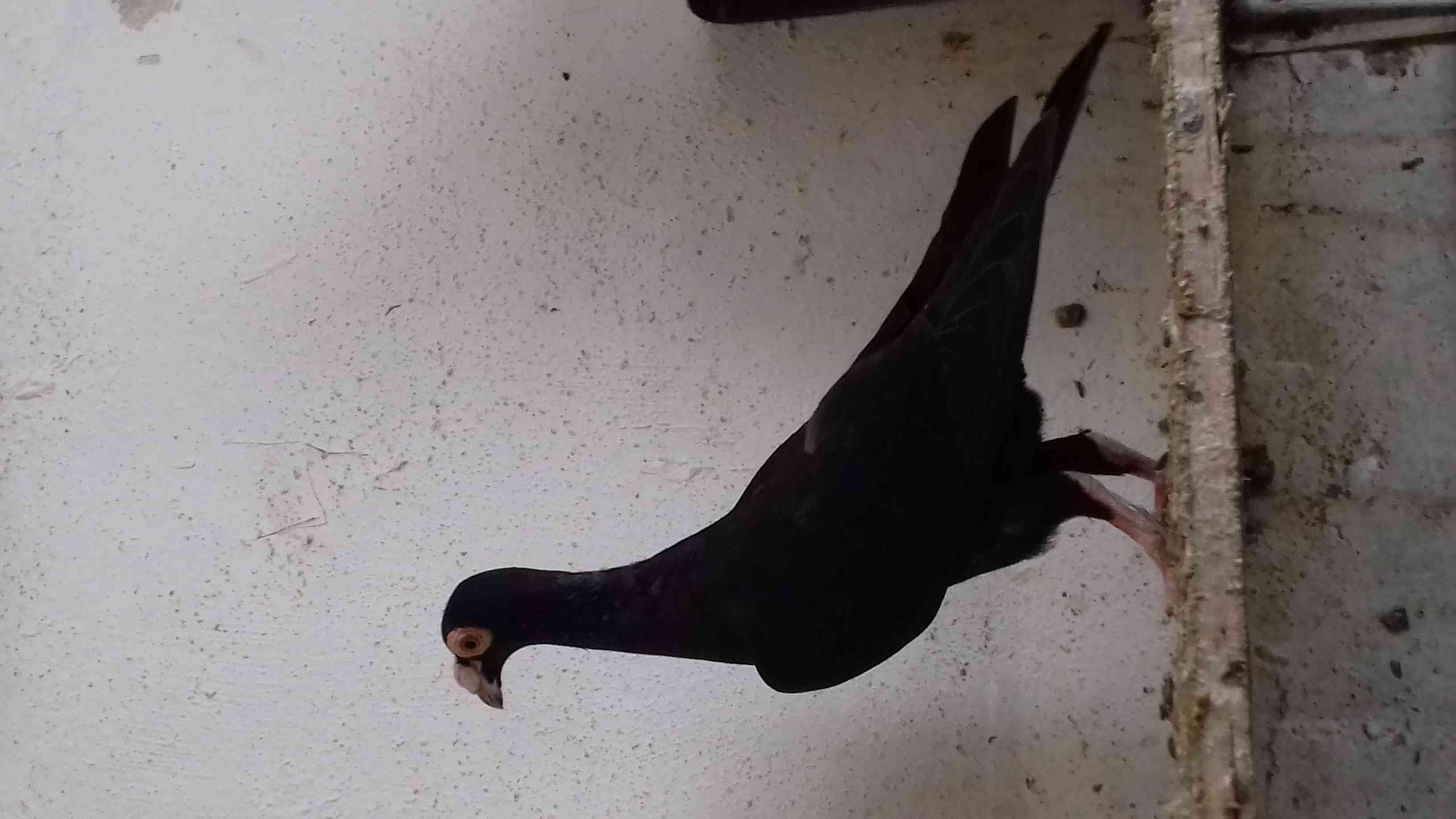 طيره بغداديه شغاله 100 100 باذن الله مكفوله
لا تنسَ أنك شاهدت هذا الإعلان في عنكبوت
على الطبي...