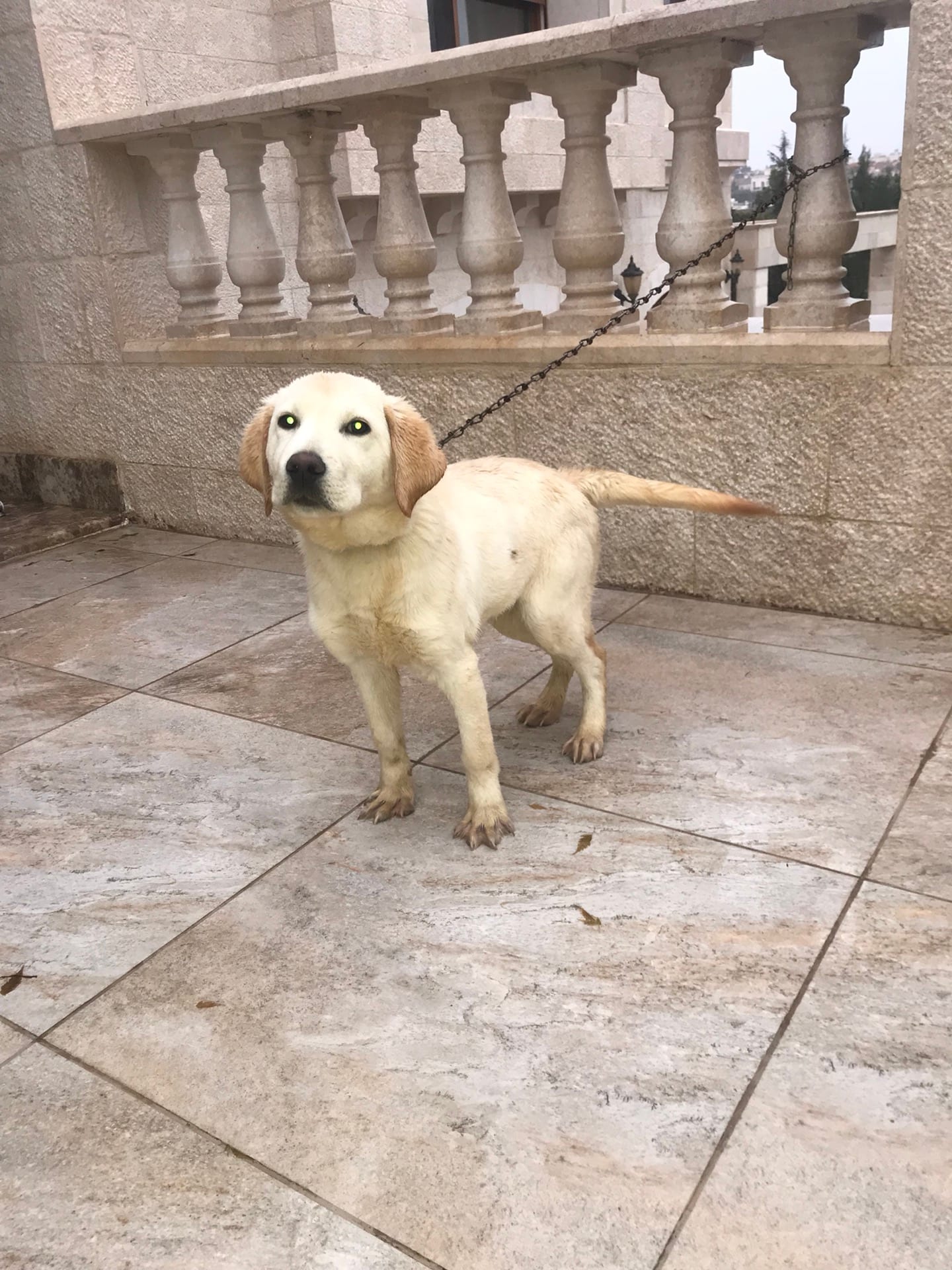 100% pure Labrador Retriever puppy for sale
لا تنسَ أنك شاهدت هذا الإعلان في عنكبوت
6 months...
